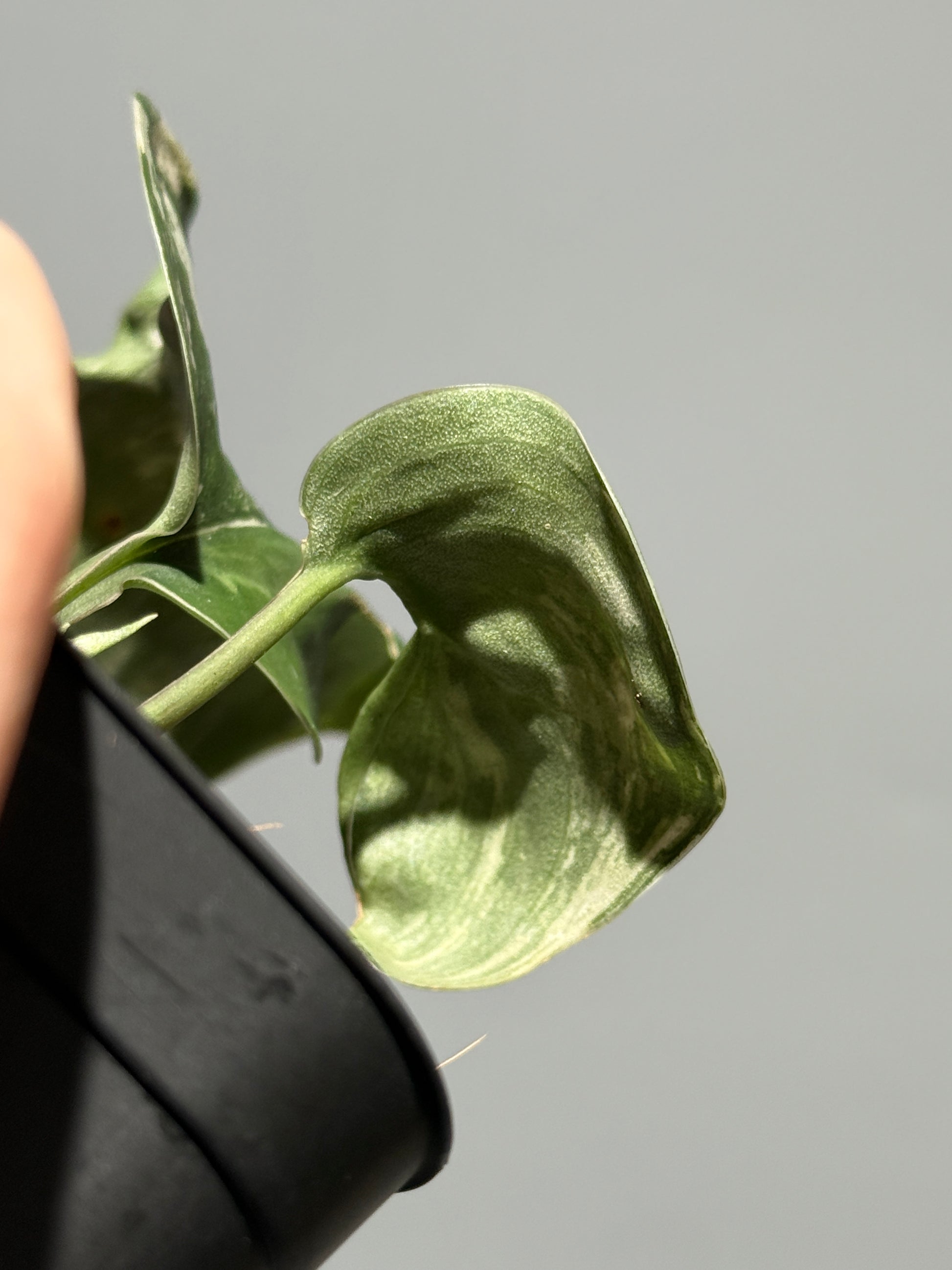 スキンダプサス シルバースプラッシュ ミューテーション/ Scindapsus Silver splash mutation  (3)