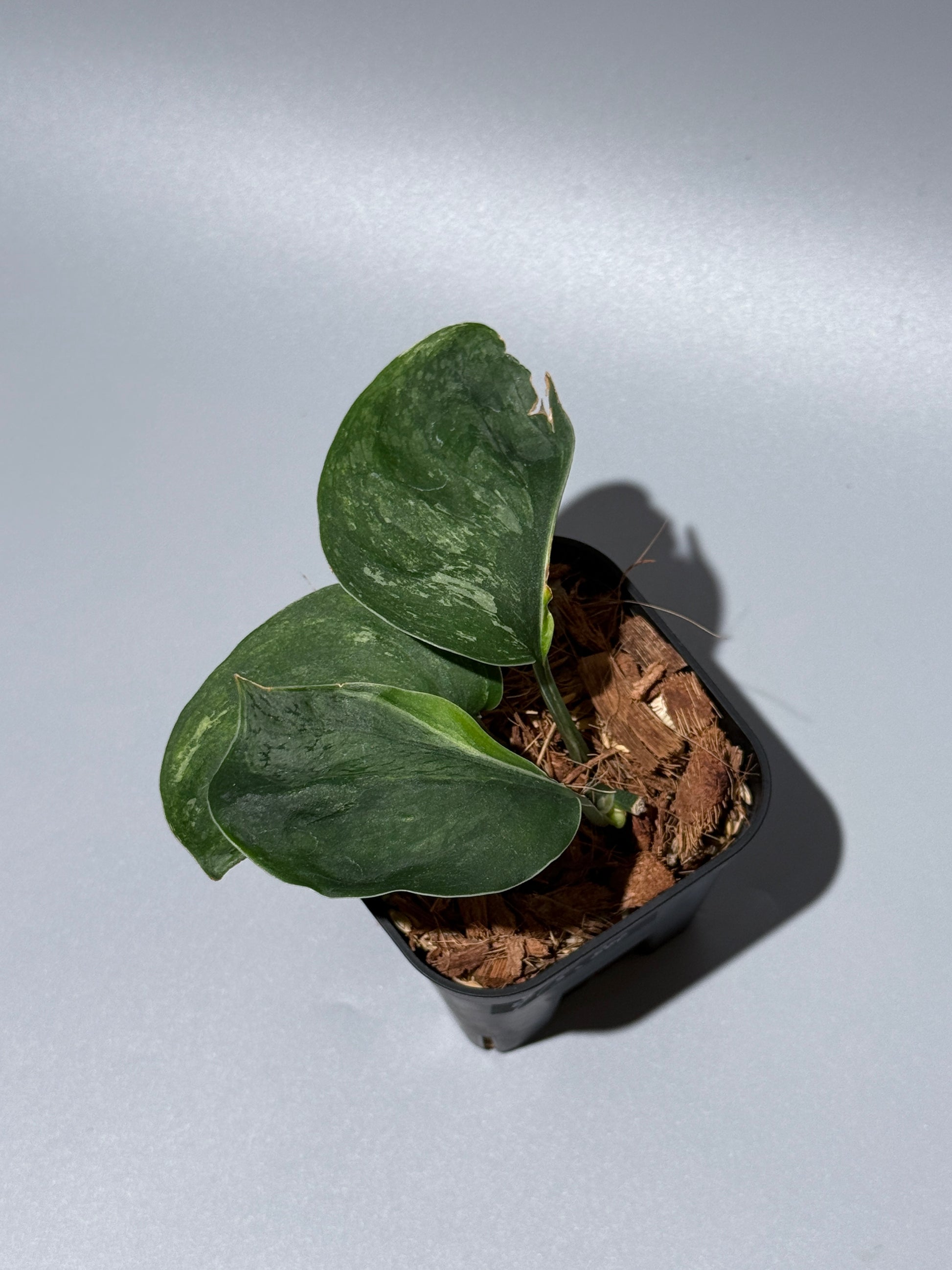 スキンダプサス シルバースプラッシュ ミューテーション/ Scindapsus Silver splash mutation  (1)