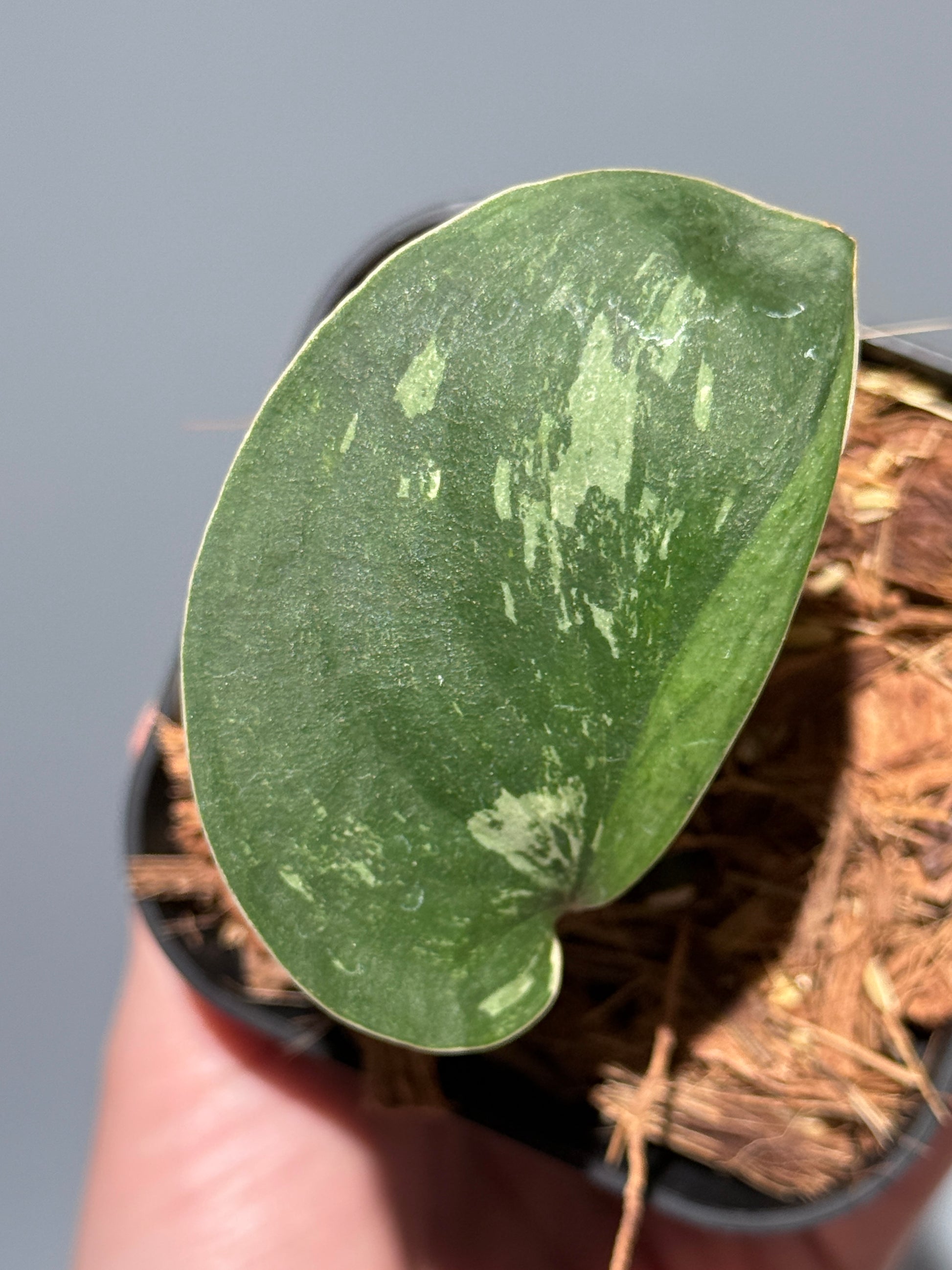 スキンダプサス シルバースプラッシュ ミューテーション/ Scindapsus Silver splash mutation  (2)