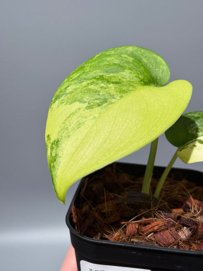 スキンダプサス ジェイドサテン オーレア  / Scindapsus jadesatin aurea (1)