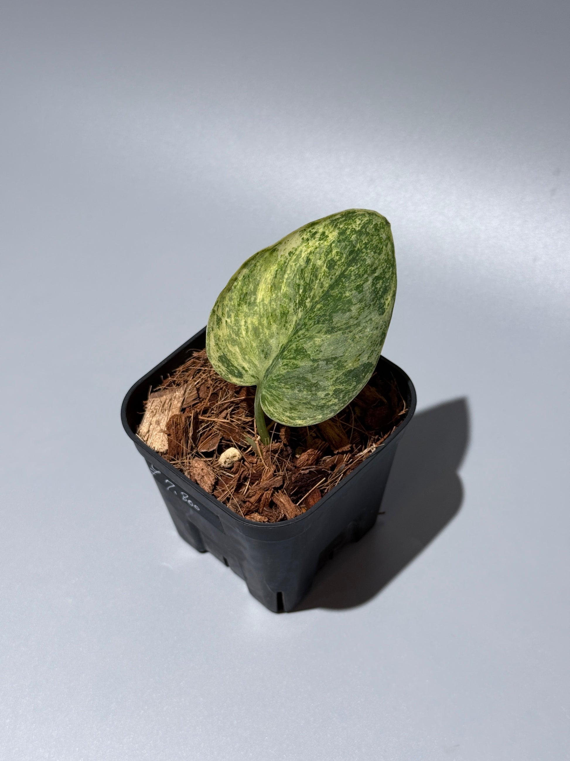 スキンダプサス テンバガ  / Scindapsus Tembaga (3)