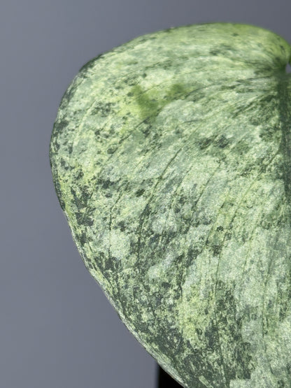 スキンダプサス エキゾチカ マーブル sp.バニュマス / Scindapsus exotica marble sp.Banyumas (1)