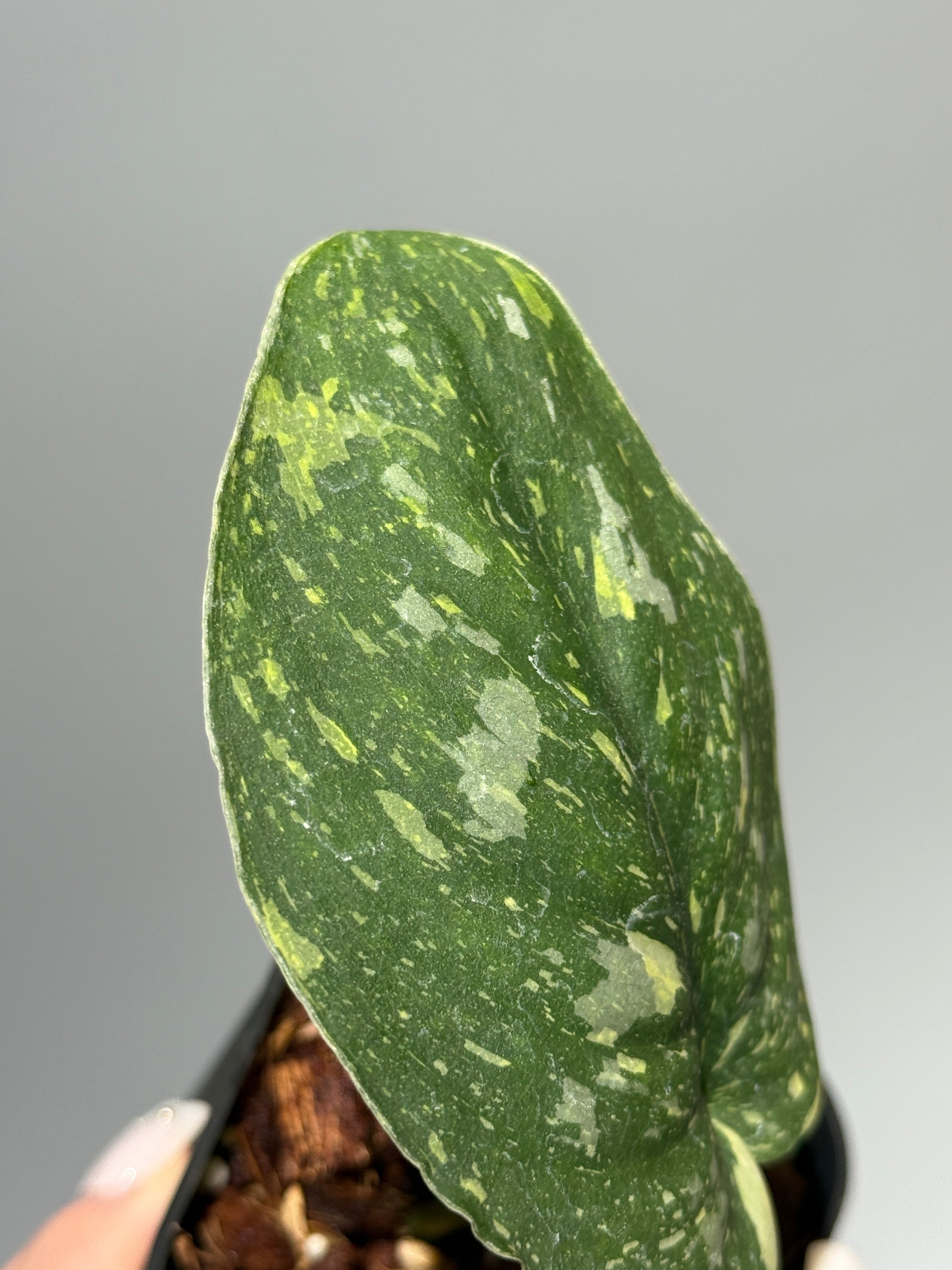 スキンダプサス バチコン  / Scindapsus Baticon (1)