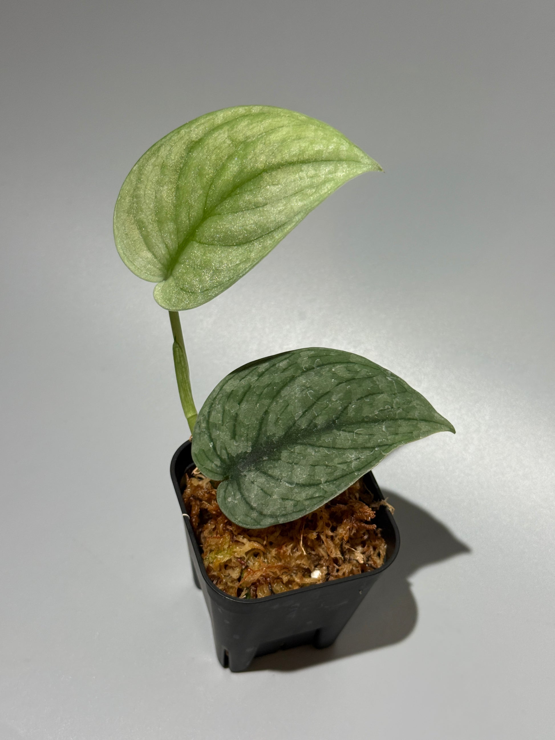スキンダプサス グリーンベイン / Scindapsus Green vein (2)