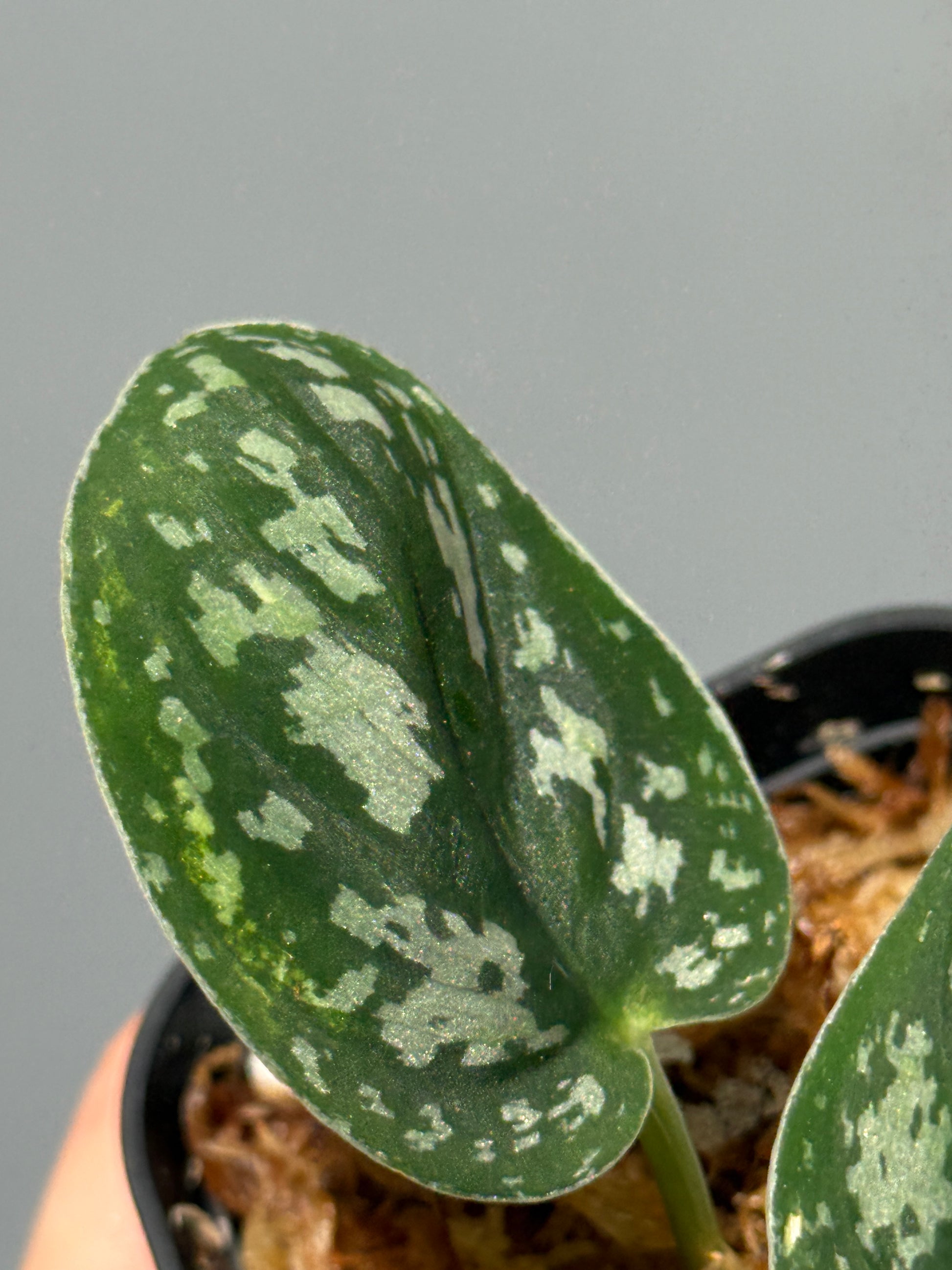 スキンダプサス トリカラー ダーク / Scindapsus Tricolor dark (1)