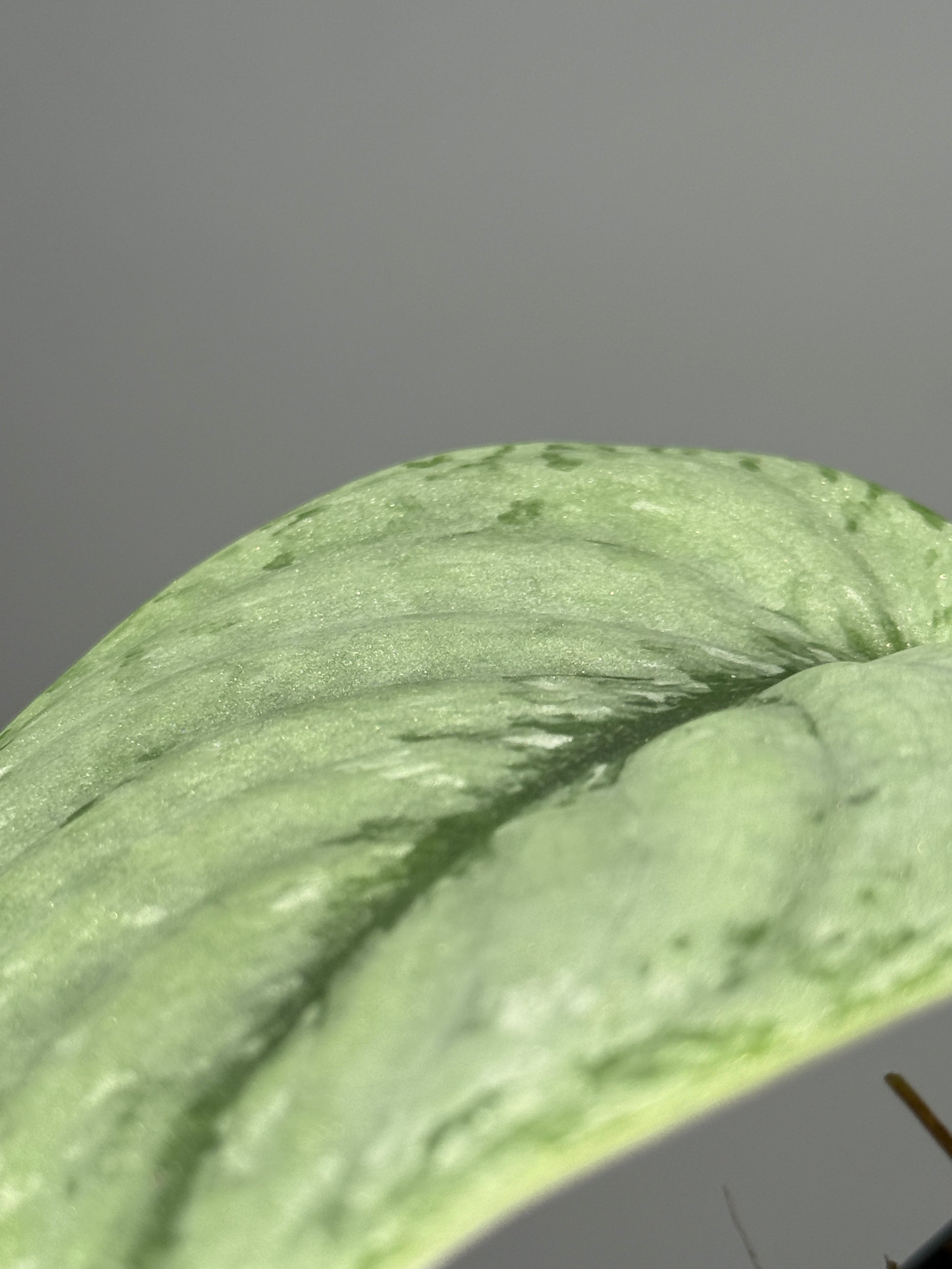 スキンダプサス シルバー スポット sp.カリマンタン / Scindapsus Silver spot sp.Kalimantan (1)