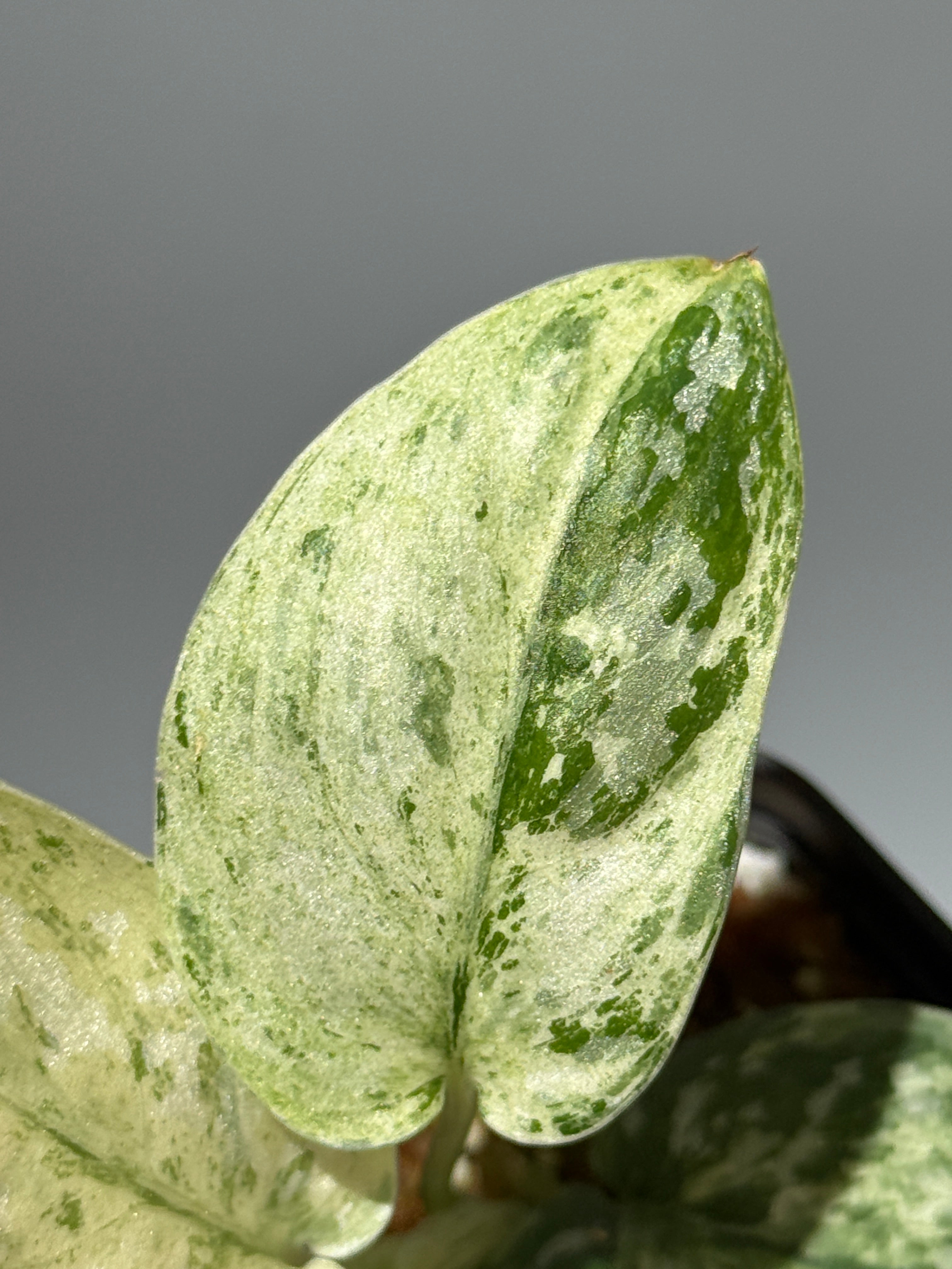 All Plants – Nakayama-Plants