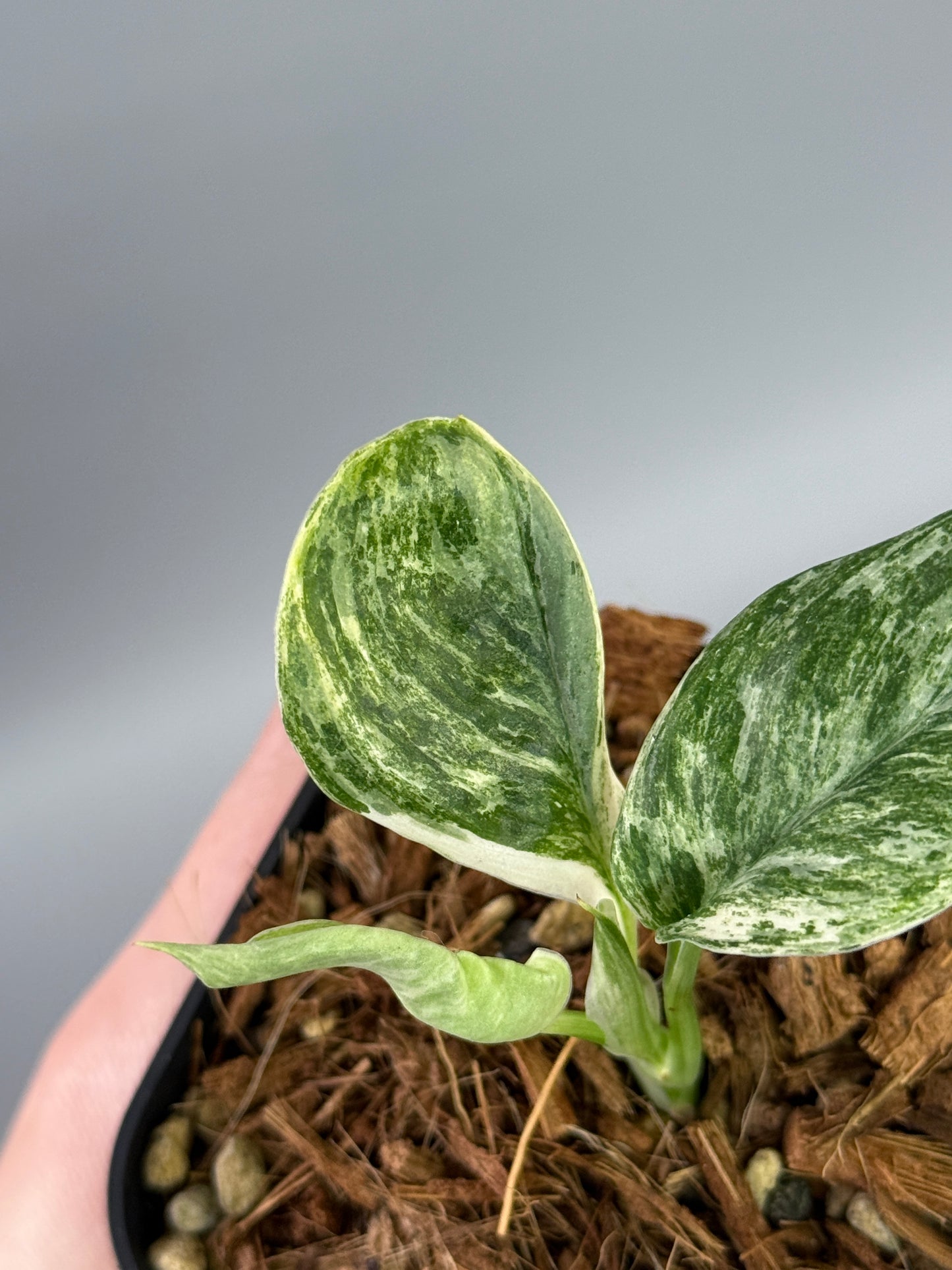 スキンダプサス トレビー マーブル  / Scindapsus treubii marble  (2)