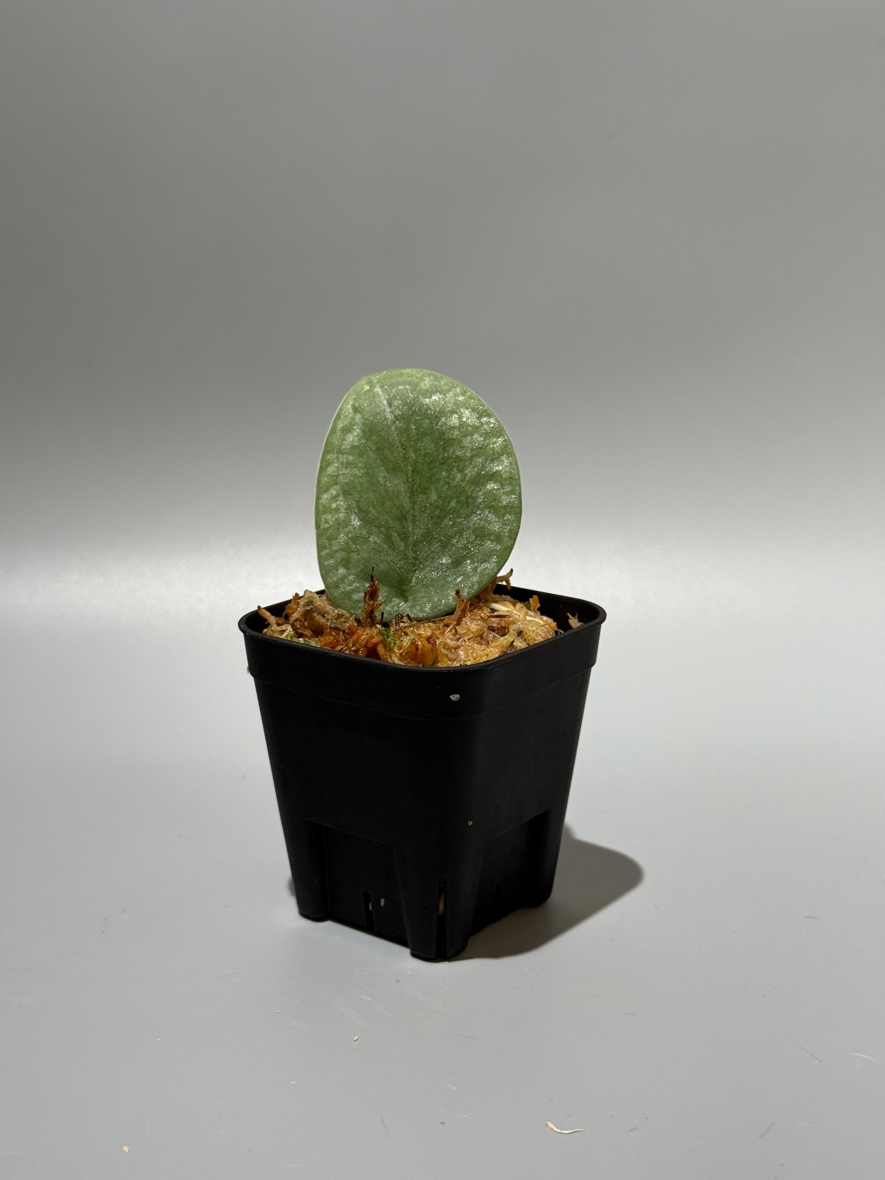 All Plants – Nakayama-Plants