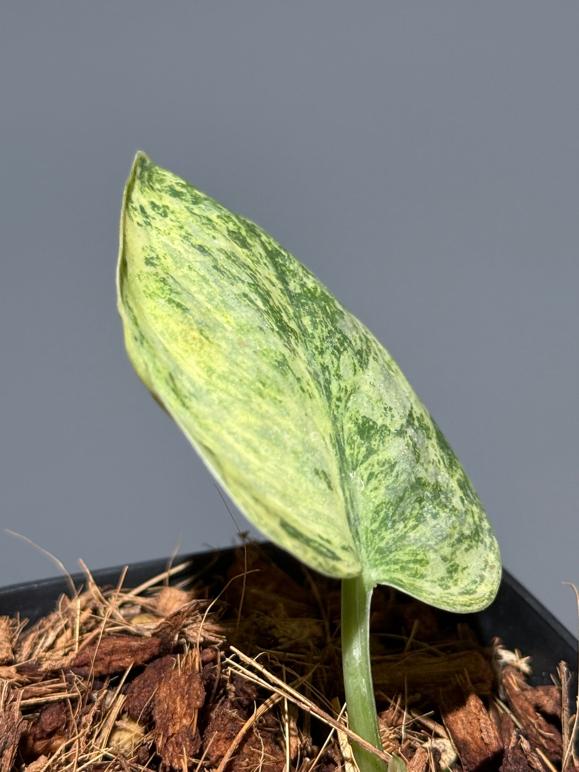 スキンダプサス テンバガ  / Scindapsus Tembaga (3)