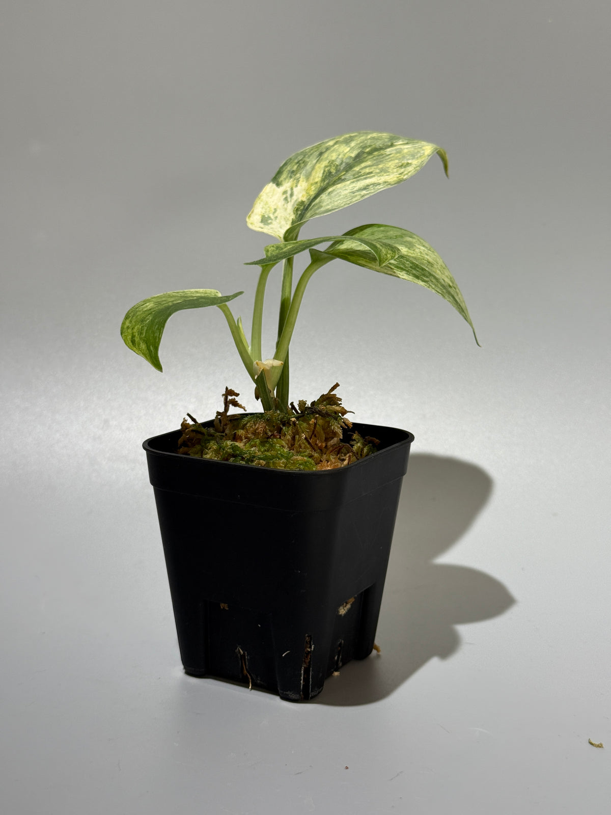 スキンダプサス シリワンギ トリカラー  / Scindapsus Siliwangi tricolor (2)