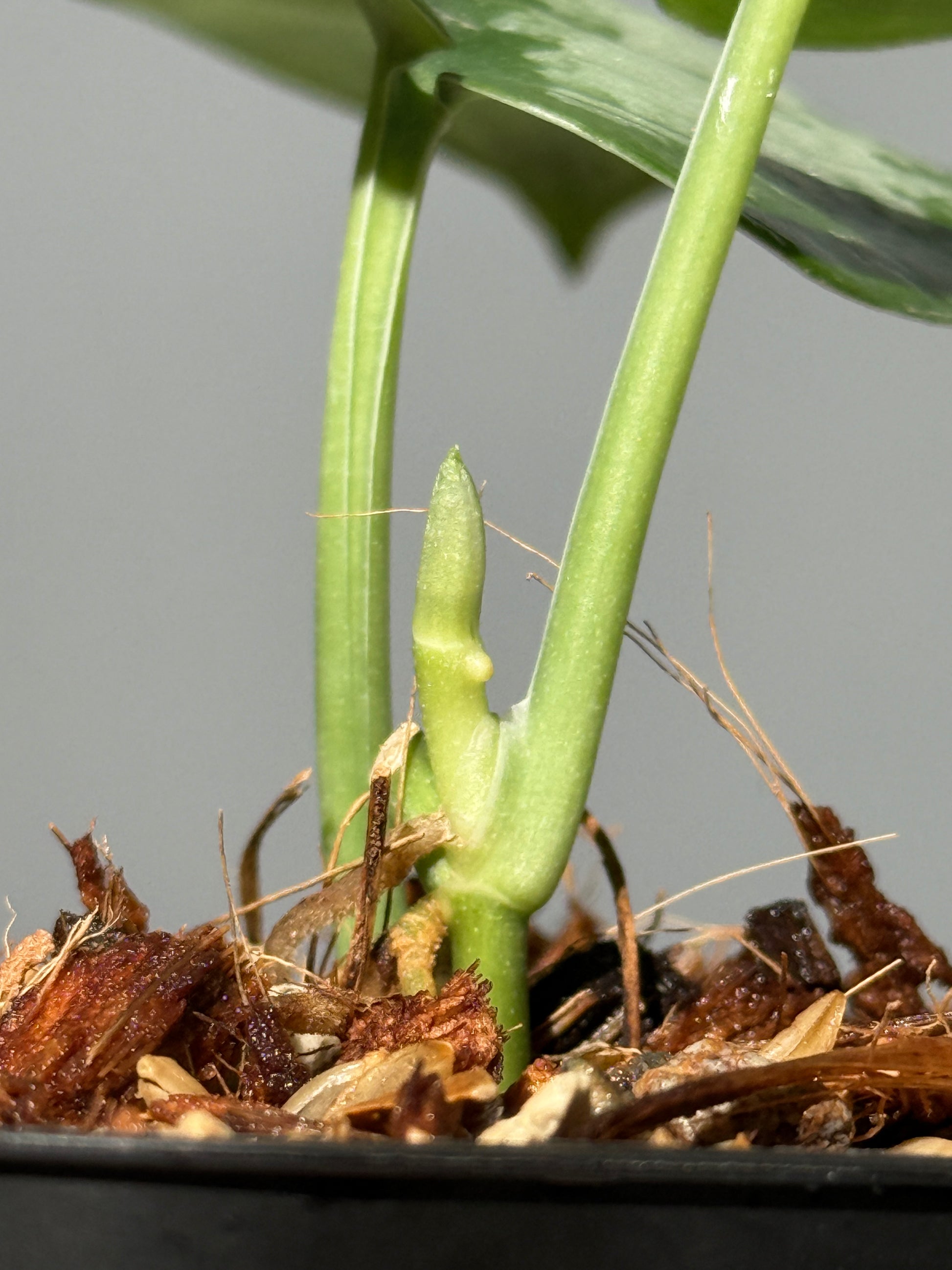 スキンダプサス ドラヤキ / Scindapsus Dorayaki (1)