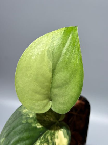 スキンダプサス ジェイドサテン オーレア  / Scindapsus jadesatin aurea (2)