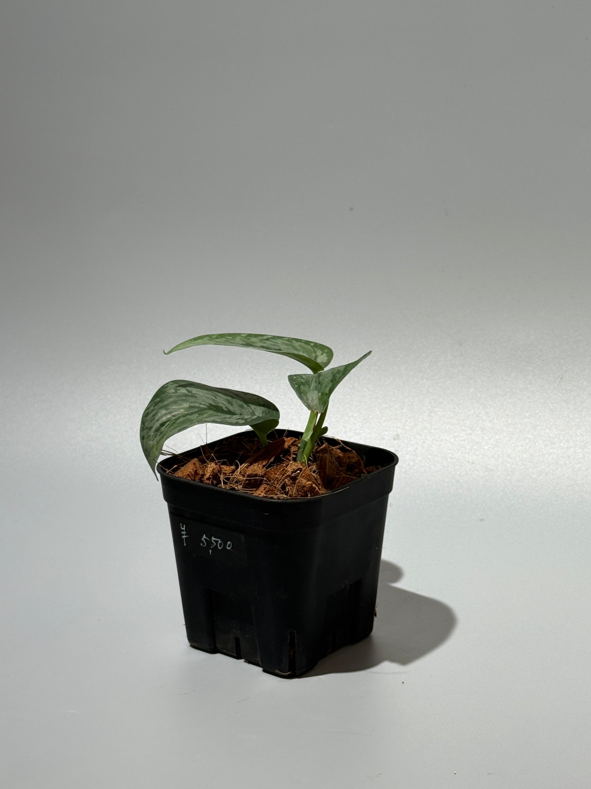 スキンダプサス ダーク クラウド Sp. カリマンタン / Scindapsus Dark cloud Sp. Kalimantan (1)
