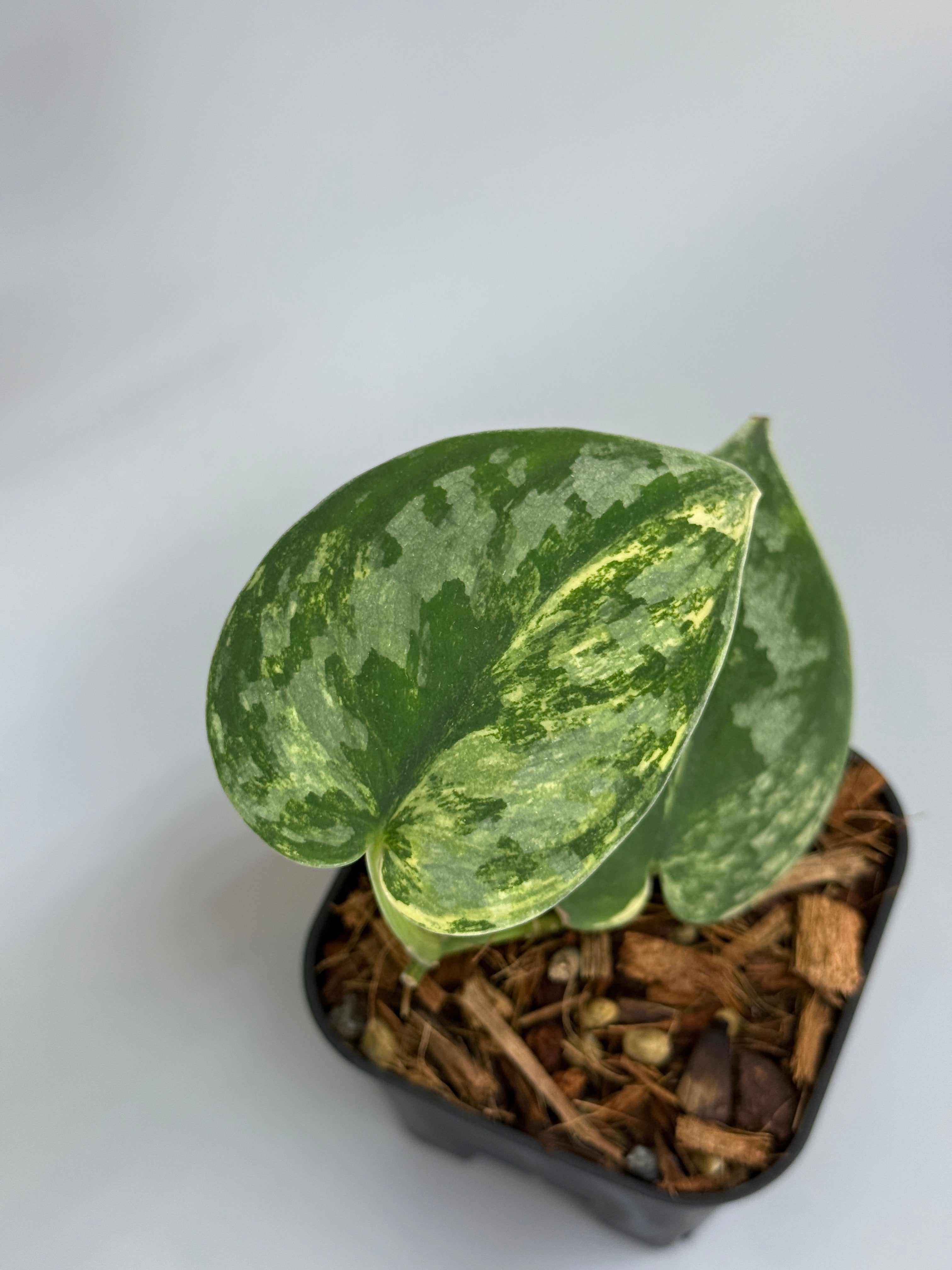 スキンダプサス バクダパティ / Scindapsus bakudapati (2) – Nakayama