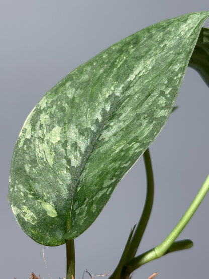 スキンダプサス レオパード / Scindapsus Leopard (1)