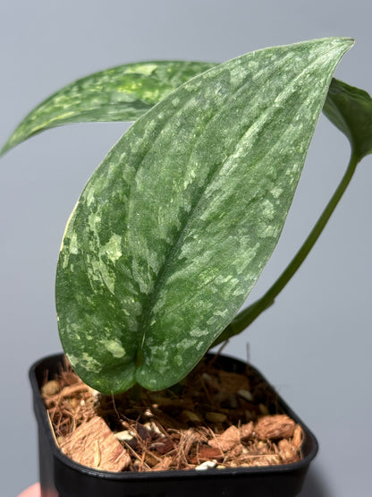 スキンダプサス レオパード / Scindapsus Leopard (1)