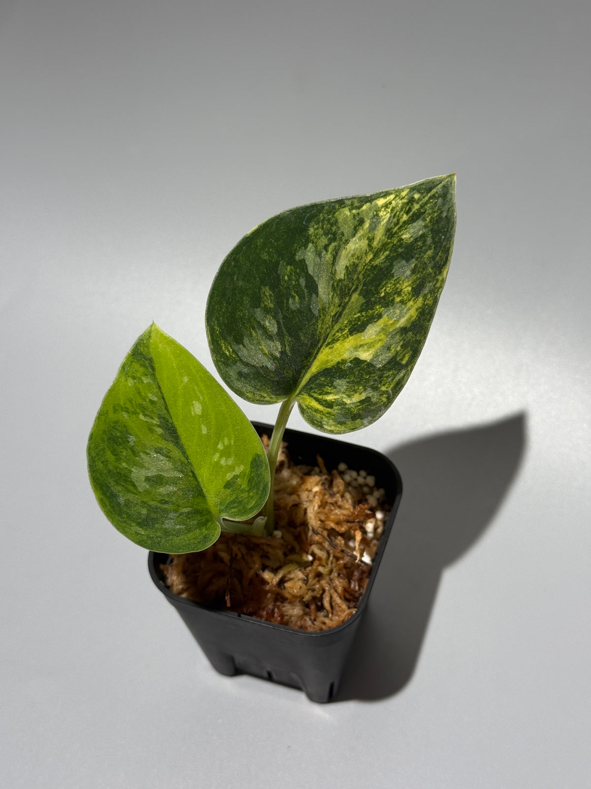 スキンダプサス グリーン ダイヤモンド / Scindapsus Green diamond (1)