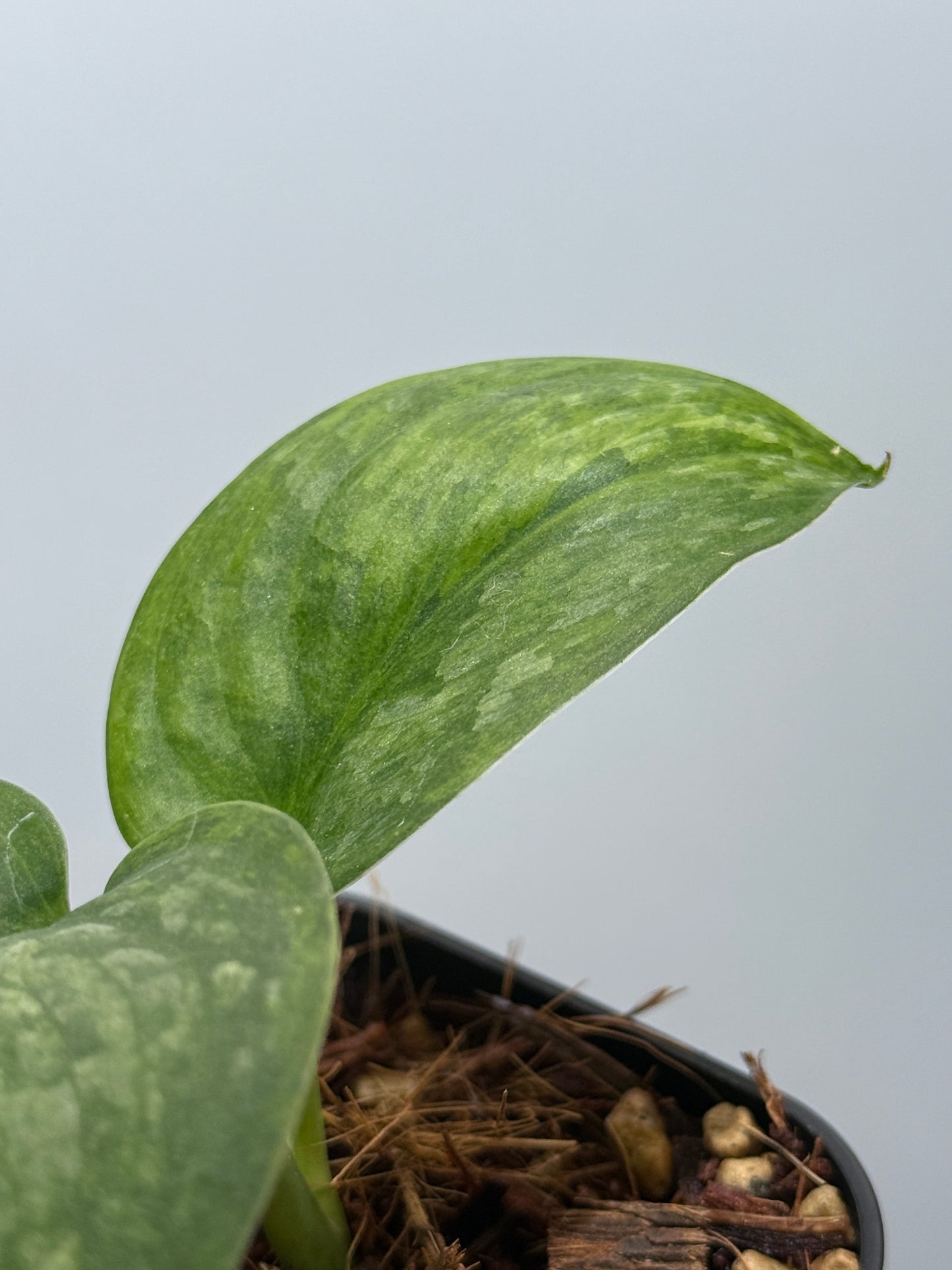 スキンダプサス グリーン ドラゴン / Scindapsus Green dorgon (1)