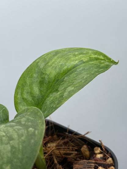 スキンダプサス グリーン ドラゴン / Scindapsus Green dorgon (1)