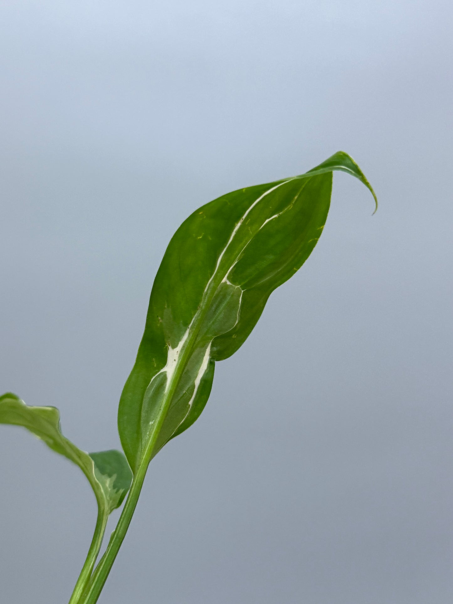 スキンダプサス リップスティック / Scindapsus Lipstick (1)