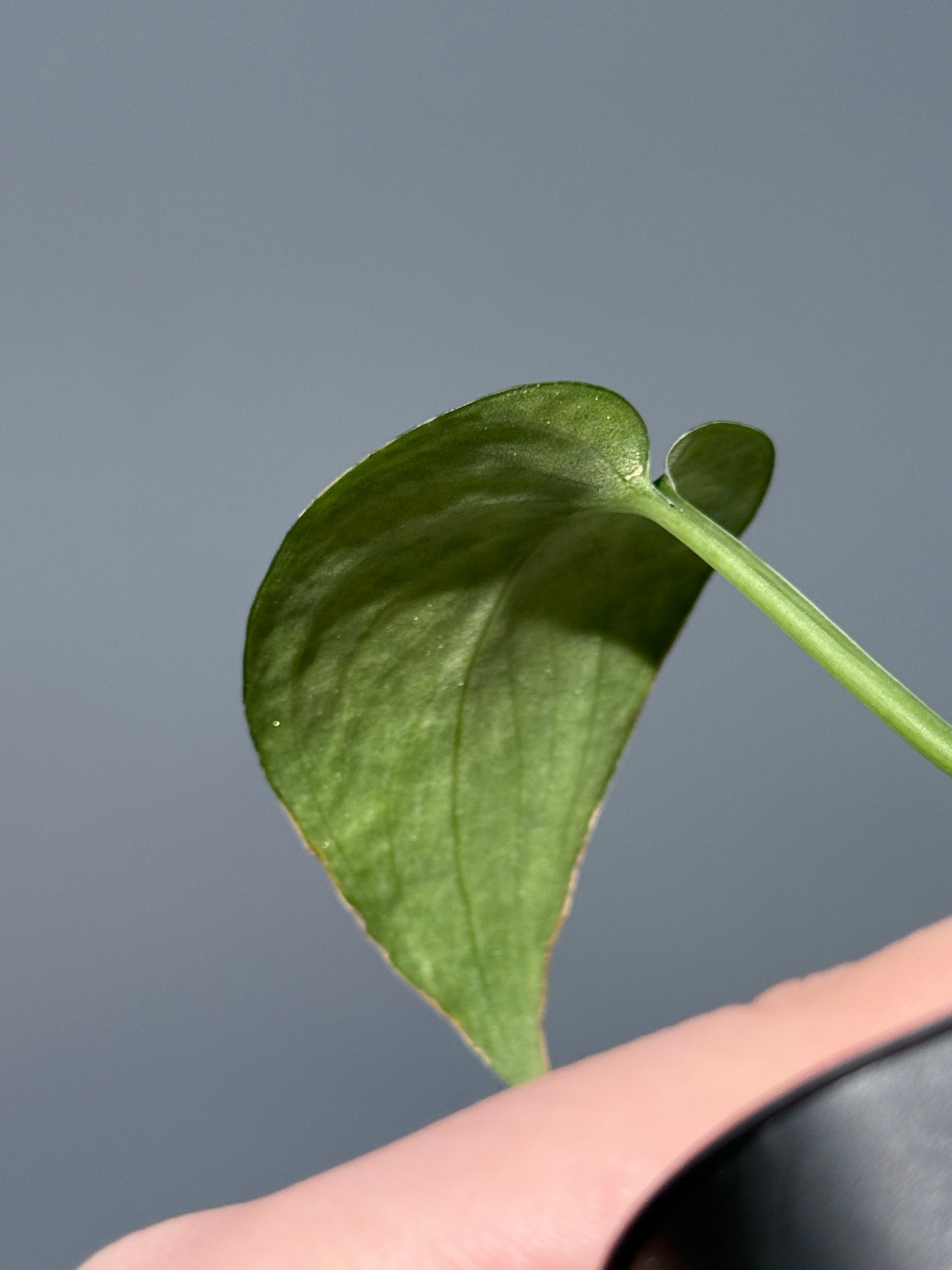 スキンダプサス レオパード / Scindapsus Leopard (1)