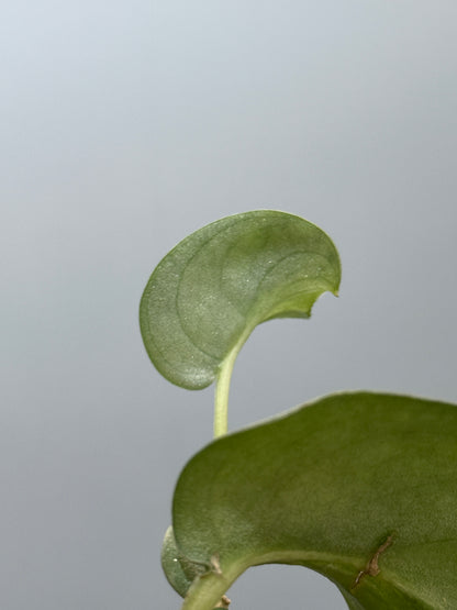 スキンダプサス ウィアード / Scindapsus Weirdo (3)