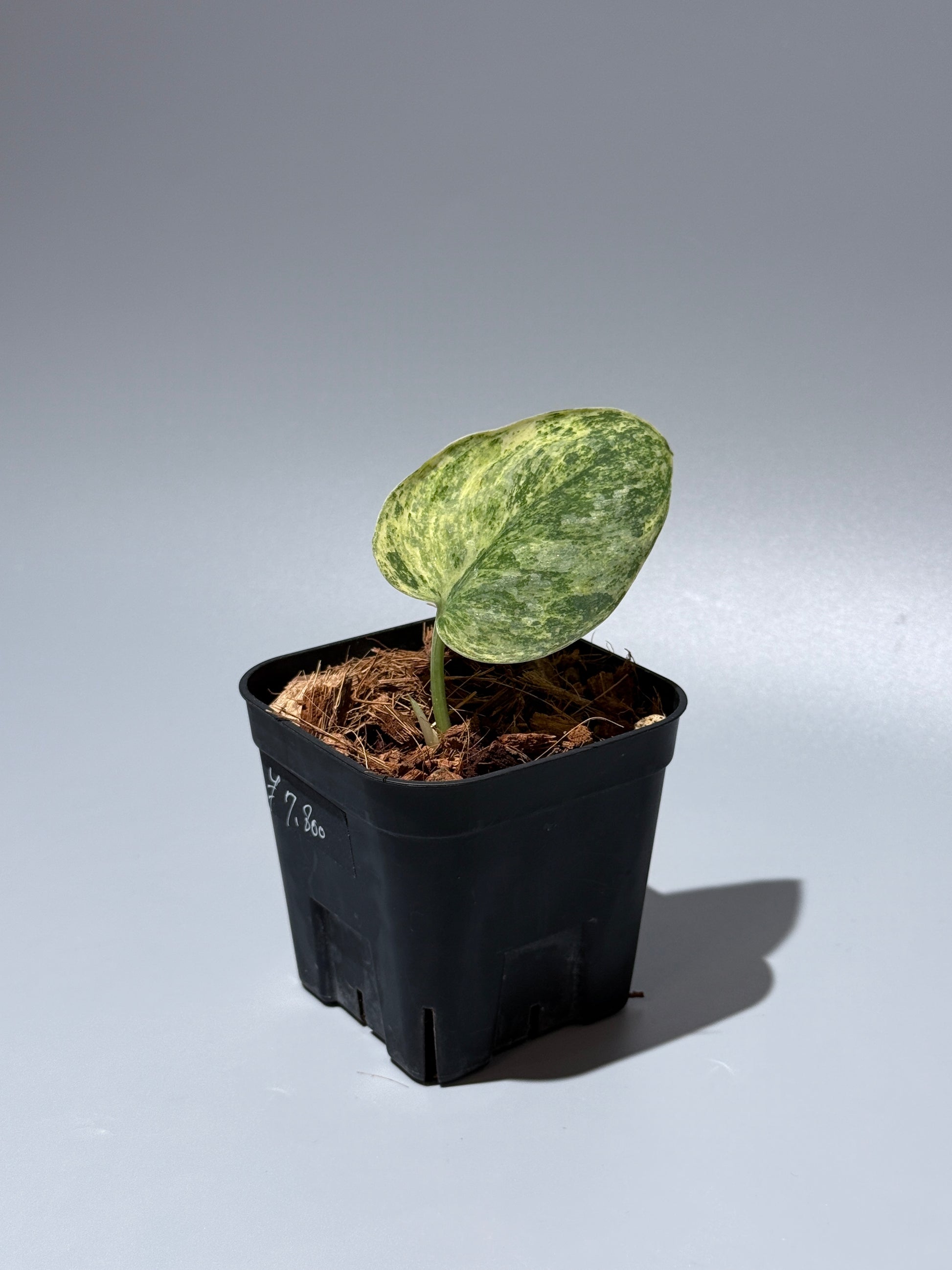 スキンダプサス テンバガ  / Scindapsus Tembaga (3)