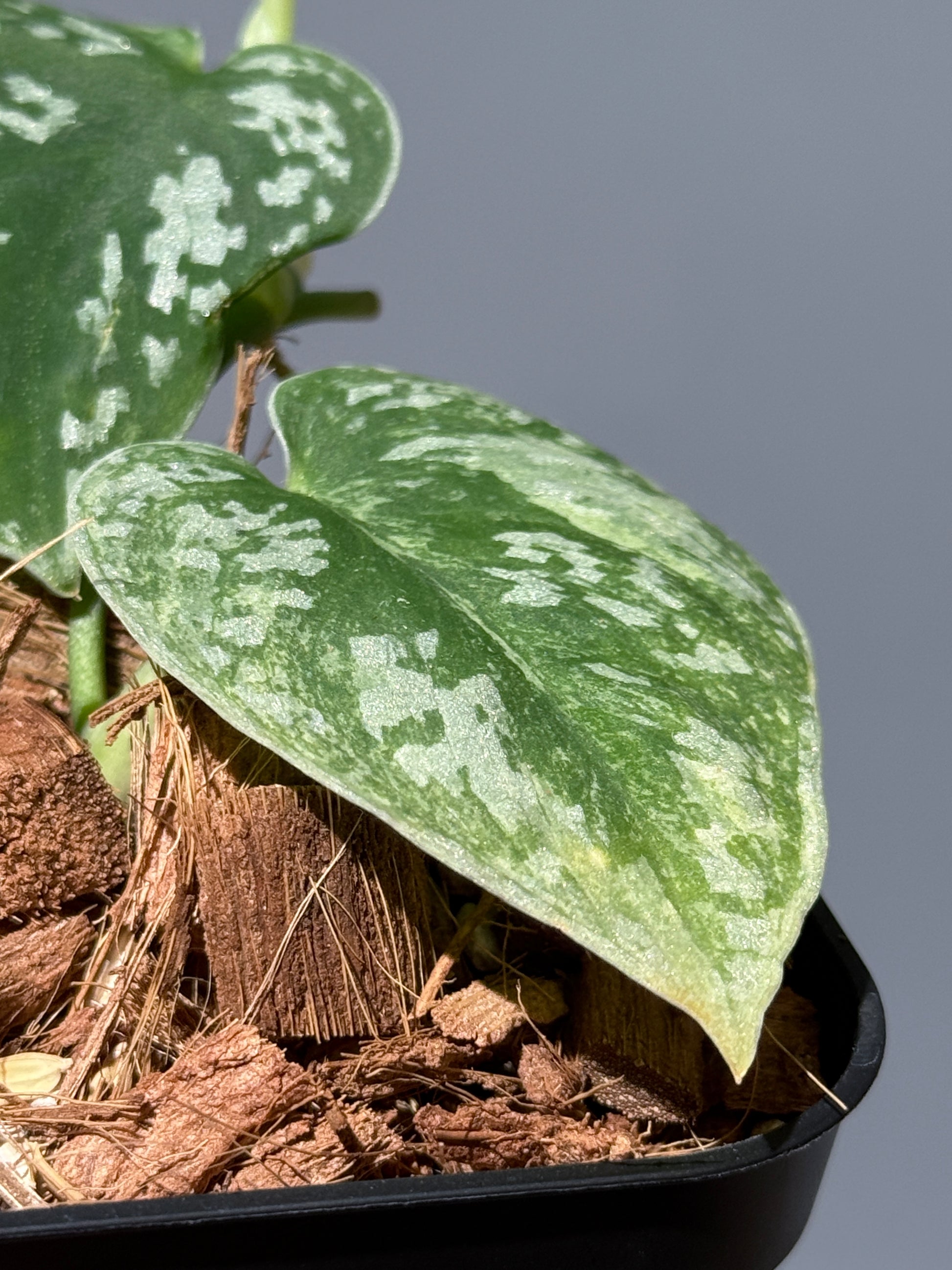 スキンダプサス ネビュラ / Scindapsus Nebula (2)