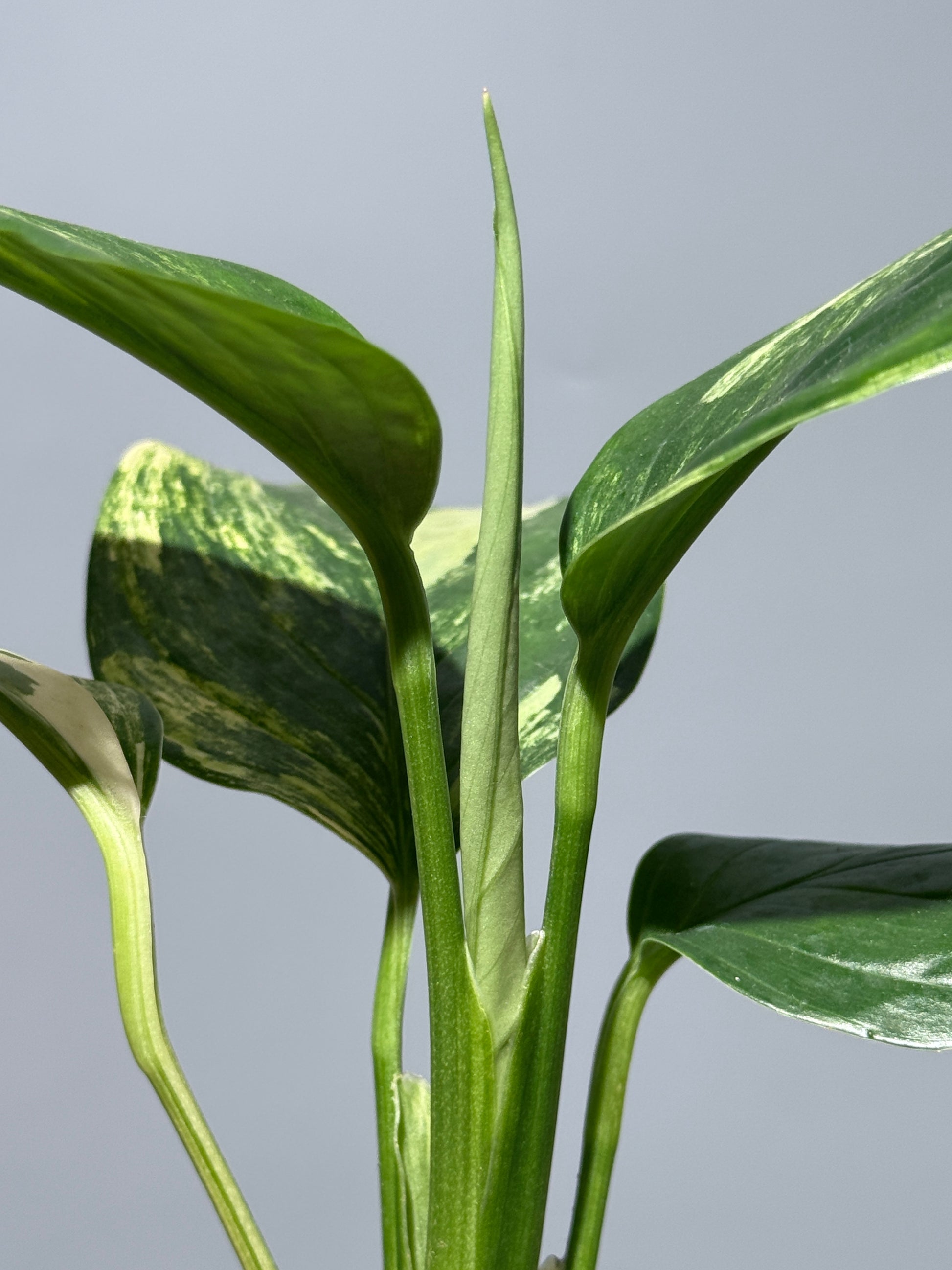 スキンダプサス ペラケンシス 斑入り / Scindapsus Perakensis var. (1)