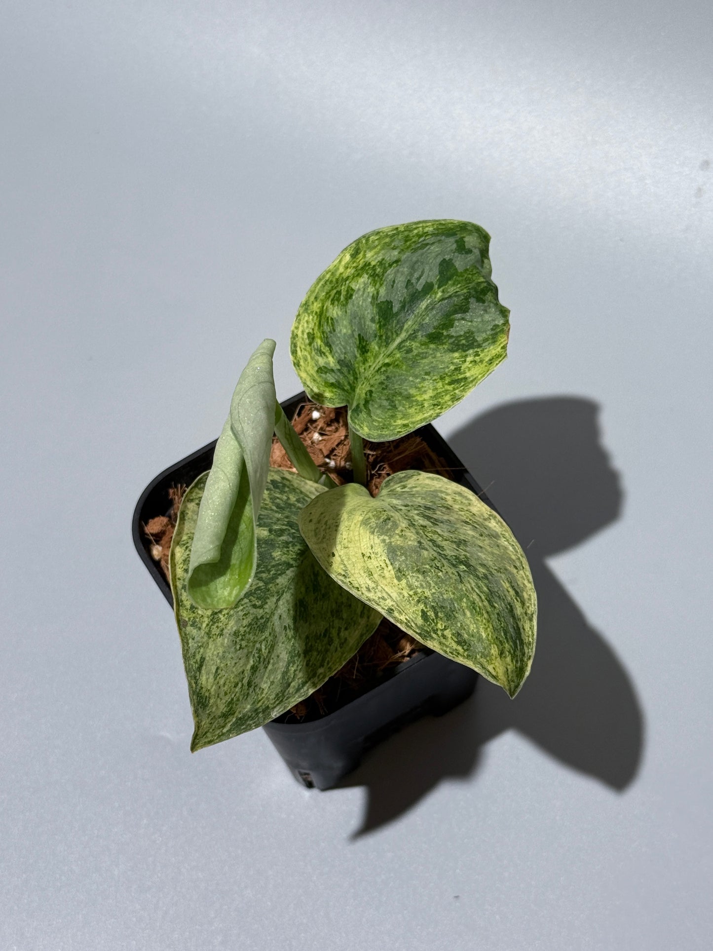 スキンダプサス テンバガ  / Scindapsus Tembaga (1)