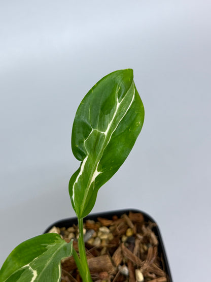 スキンダプサス リップスティック / Scindapsus Lipstick (1)