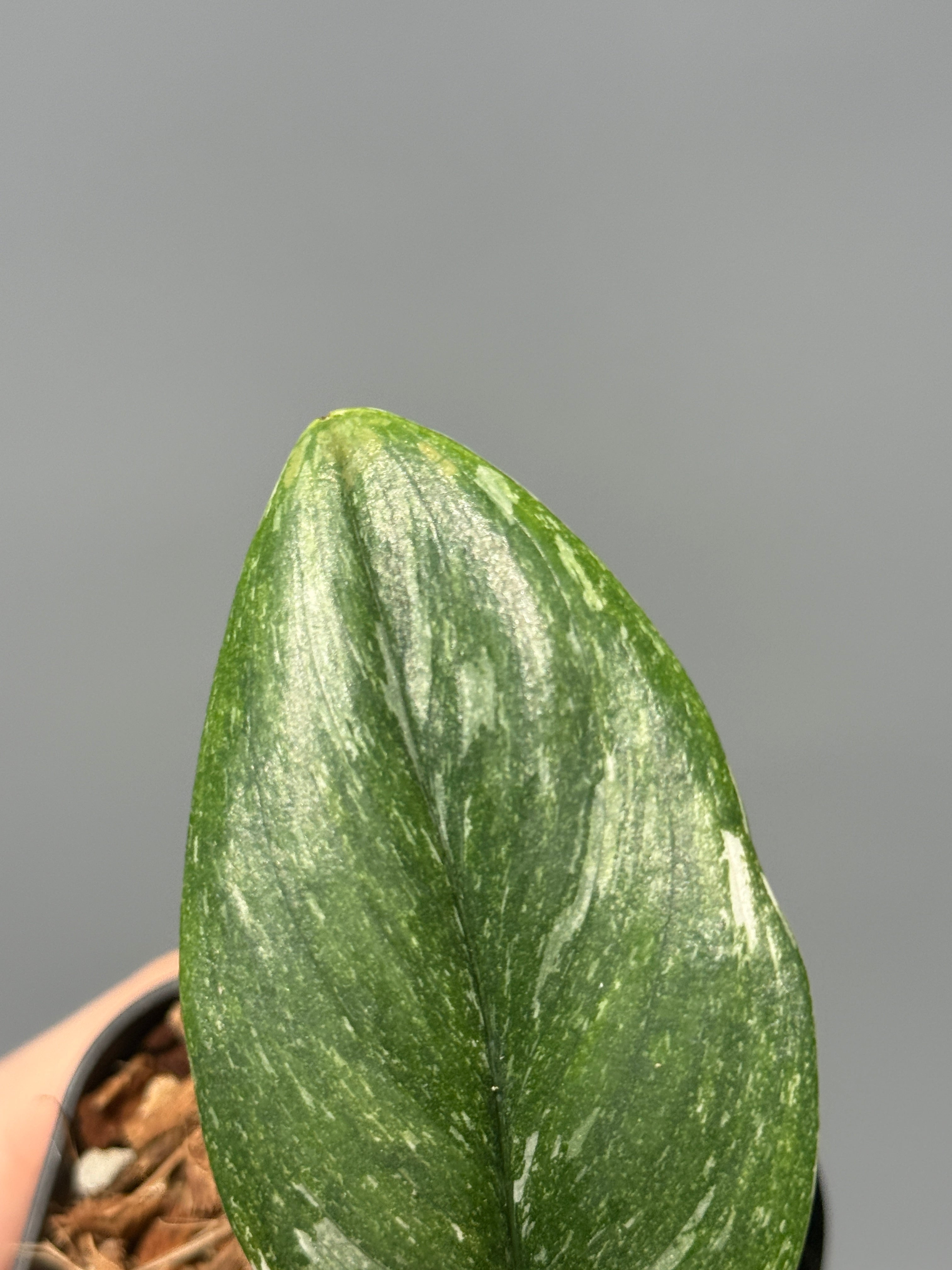 スキンダプサス　綺麗な斑入り　セットH3 Nakayama Plants公式オンラインストア｜スキンダプサス専門店