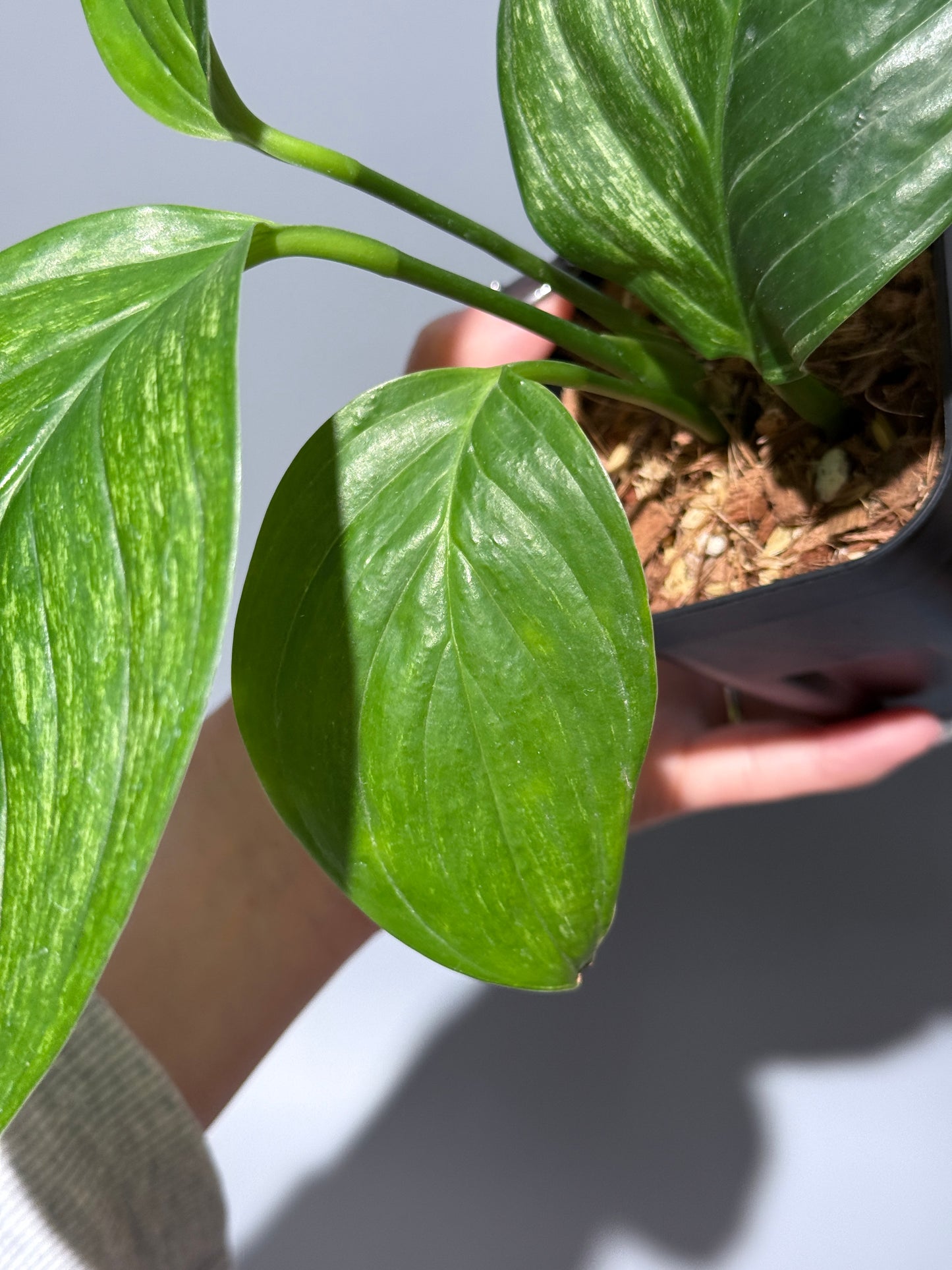 スキンダプサス ペラケンシス  / Scindapsus Perakensis (2)