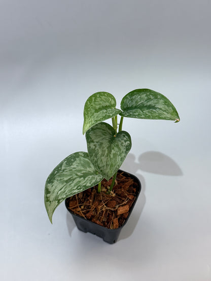 スキンダプサス ダーク クラウド Sp. ボルネオ / Scindapsus Dark cloud Sp. borneo (2)