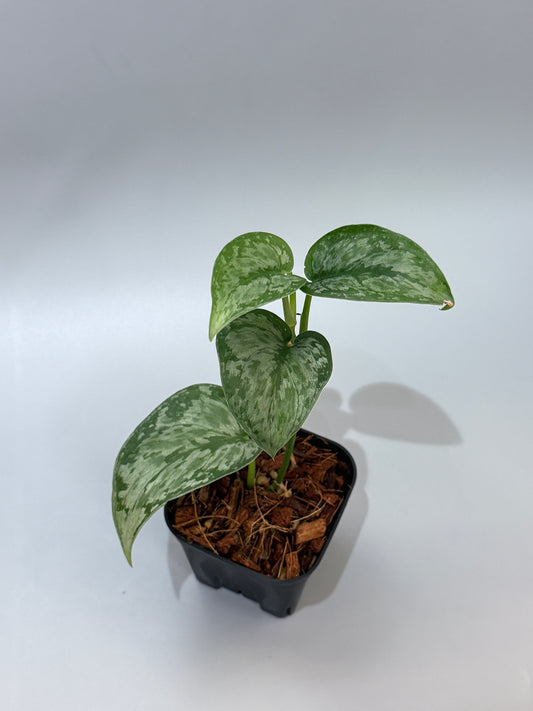 スキンダプサス ダーク クラウド Sp. ボルネオ / Scindapsus Dark cloud Sp. borneo (2)