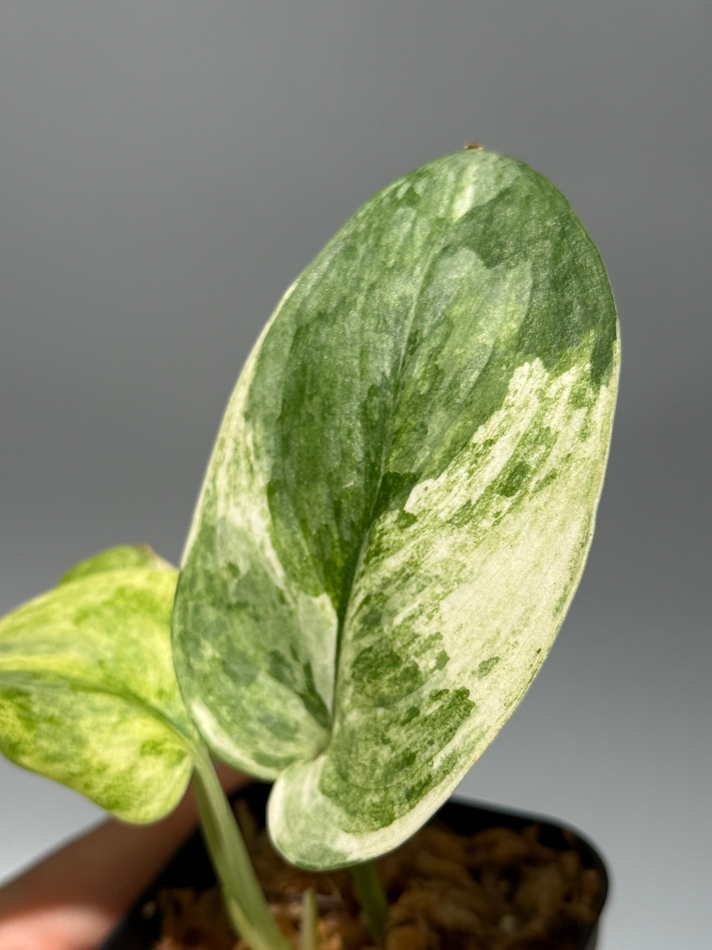 All Plants – Nakayama-Plants