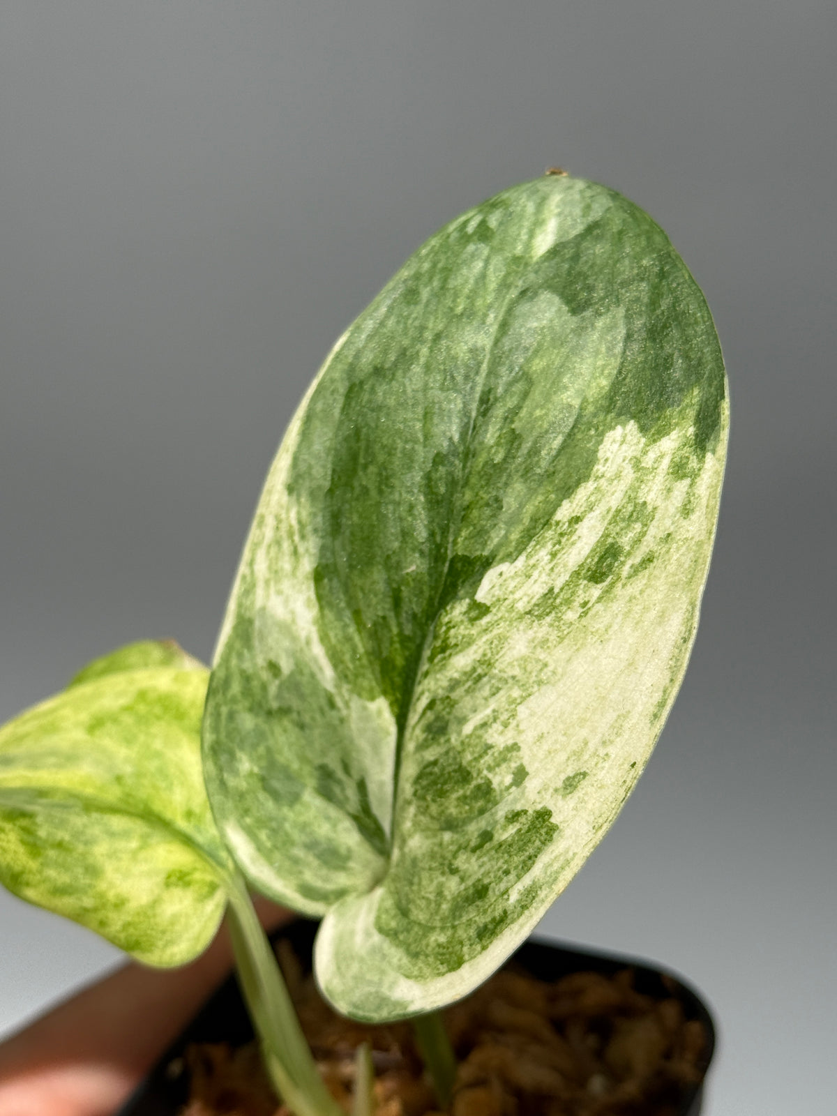 スキンダプサス ブルークラウド トリカラー / Scindapsus Exotica cloud tricolor (2)