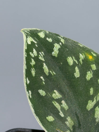 スキンダプサス ダーク トリカラー sp.ボルネオ / Scindapsus Dark tricolor sp.borneo (1)