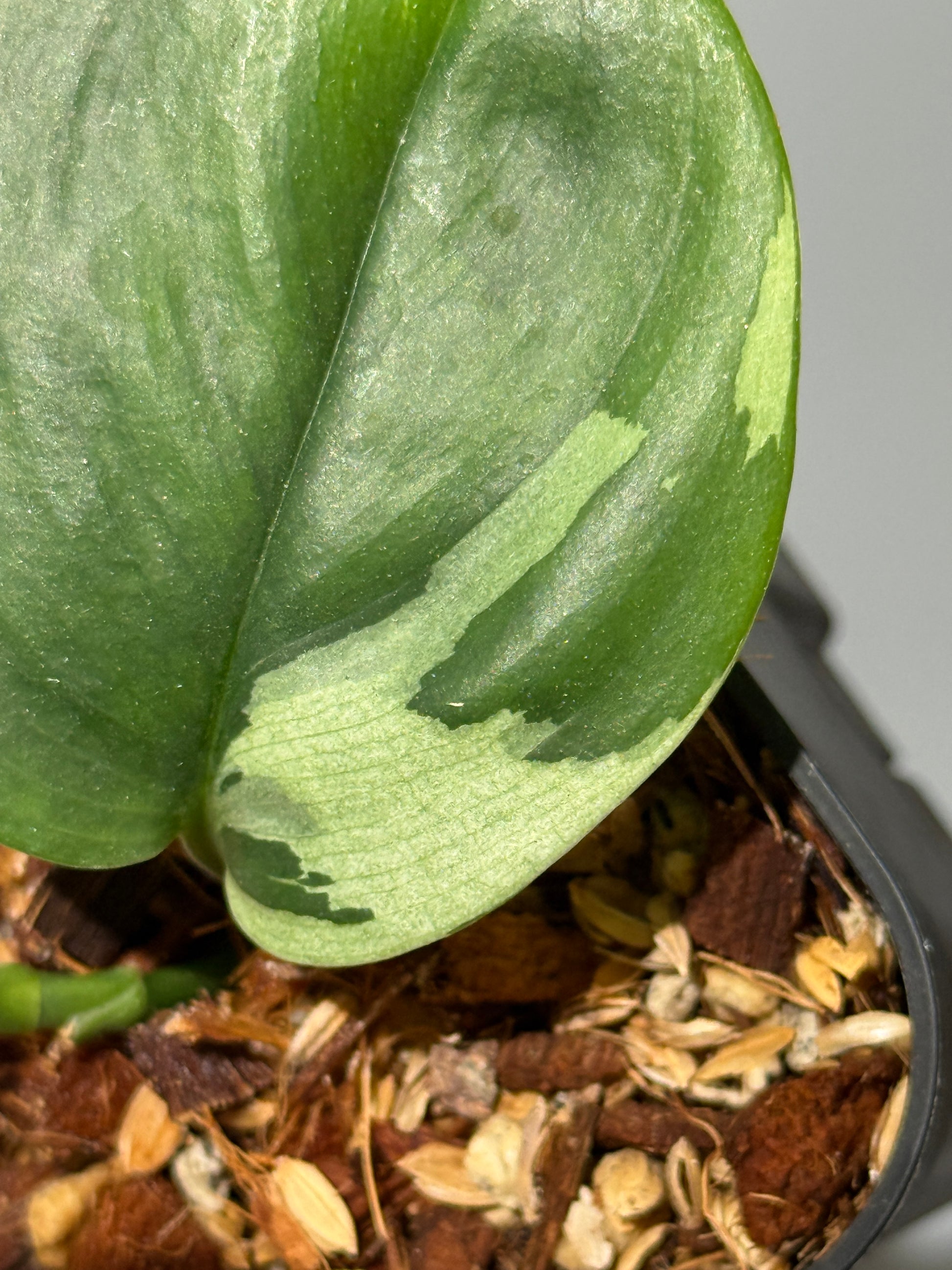 スキンダプサス ルビコン 斑入り  / Scindapsus Rubicon var.  (1)