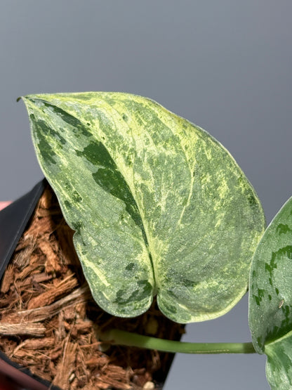 スキンダプサススーパームーン チリン / Scindapsus Supermoon tilung (1)