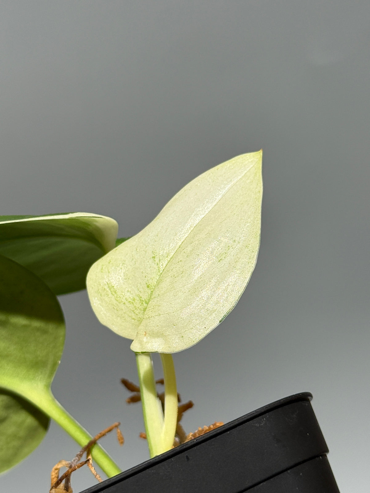 スキンダプサス トレビー ムーンライト 斑入り  / Scindapsus treubii moonlight var. (1)