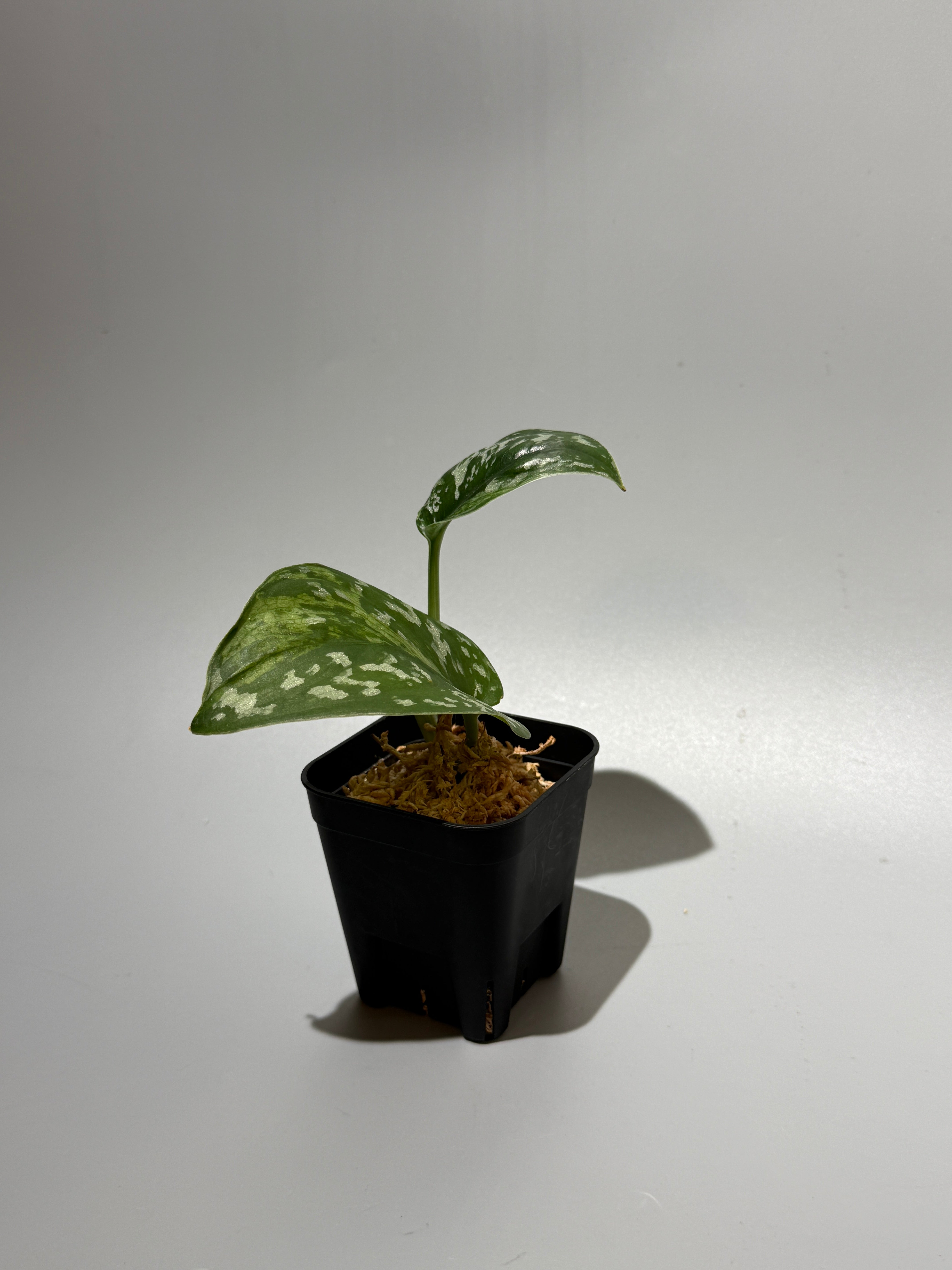 スキンダプサス シンガワン / Scindapsus Singawang (1) – Nakayama-Plants