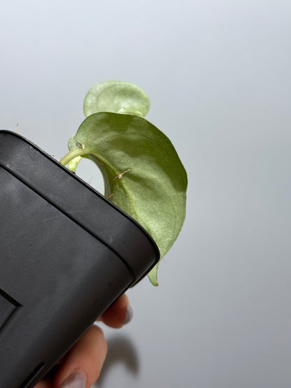 スキンダプサス ウィアード / Scindapsus Weirdo (3)