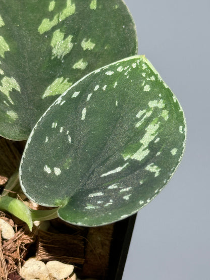 スキンダプサス ダーク トリカラー sp.ボルネオ / Scindapsus Dark tricolor sp.borneo (1)
