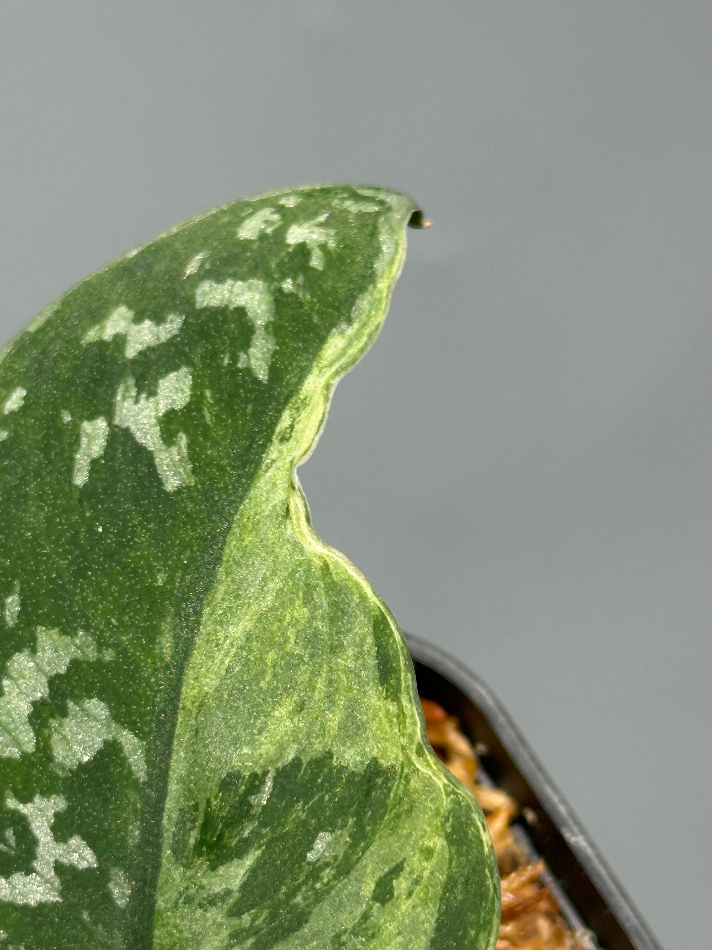 All Plants – Page 2 – Nakayama-Plants