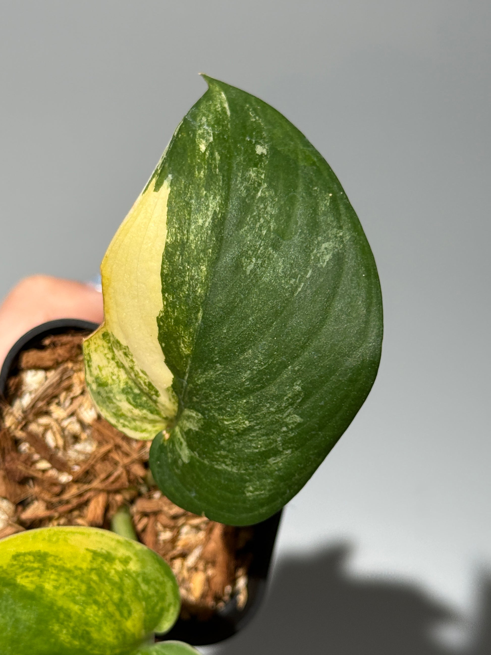 スキンダプサス ジェイドサテン オーレア  / Scindapsus jadesatin aurea (1)