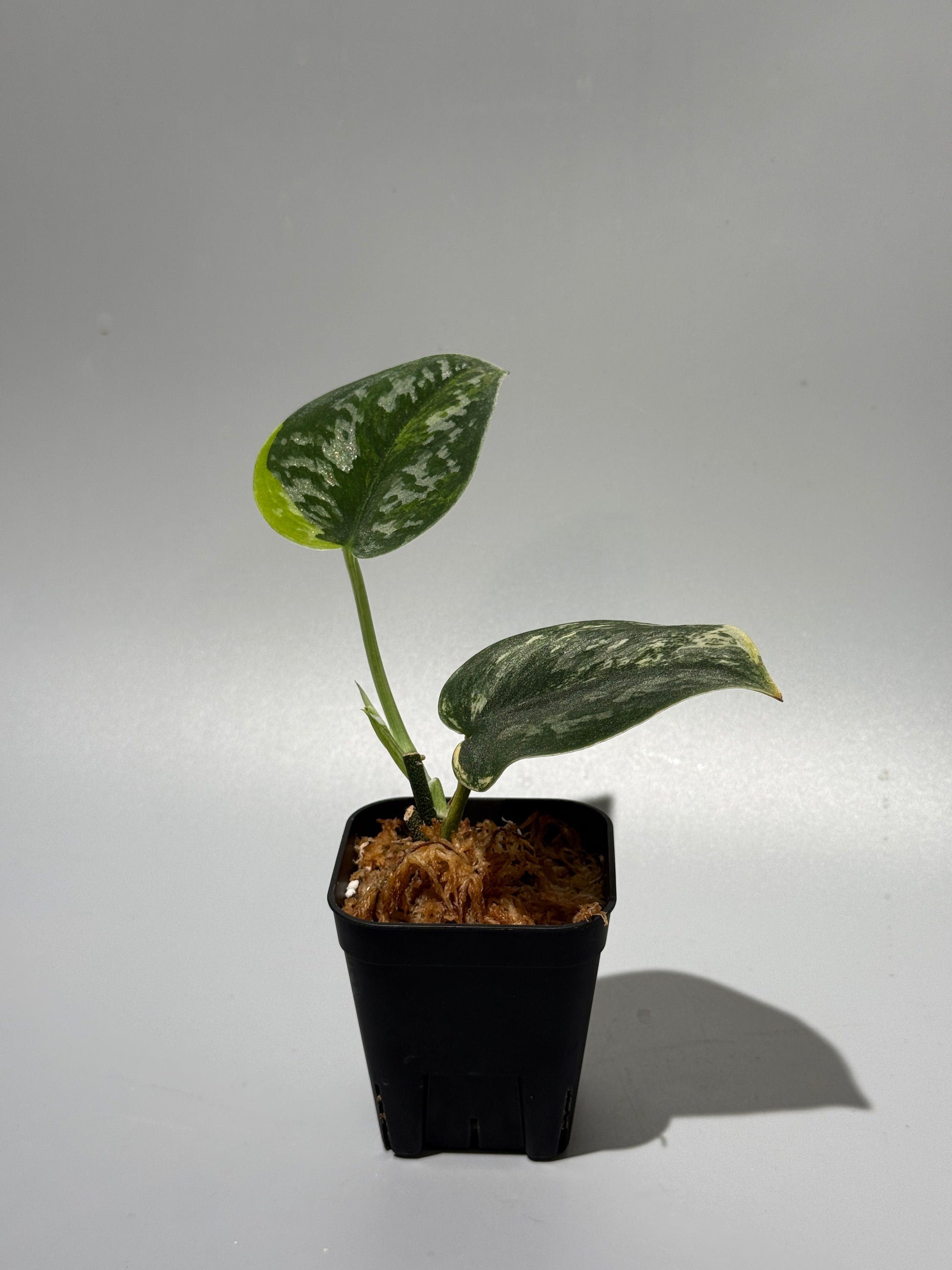 スキンダプサス グリーン ダイヤモンド / Scindapsus Green diamond (1)