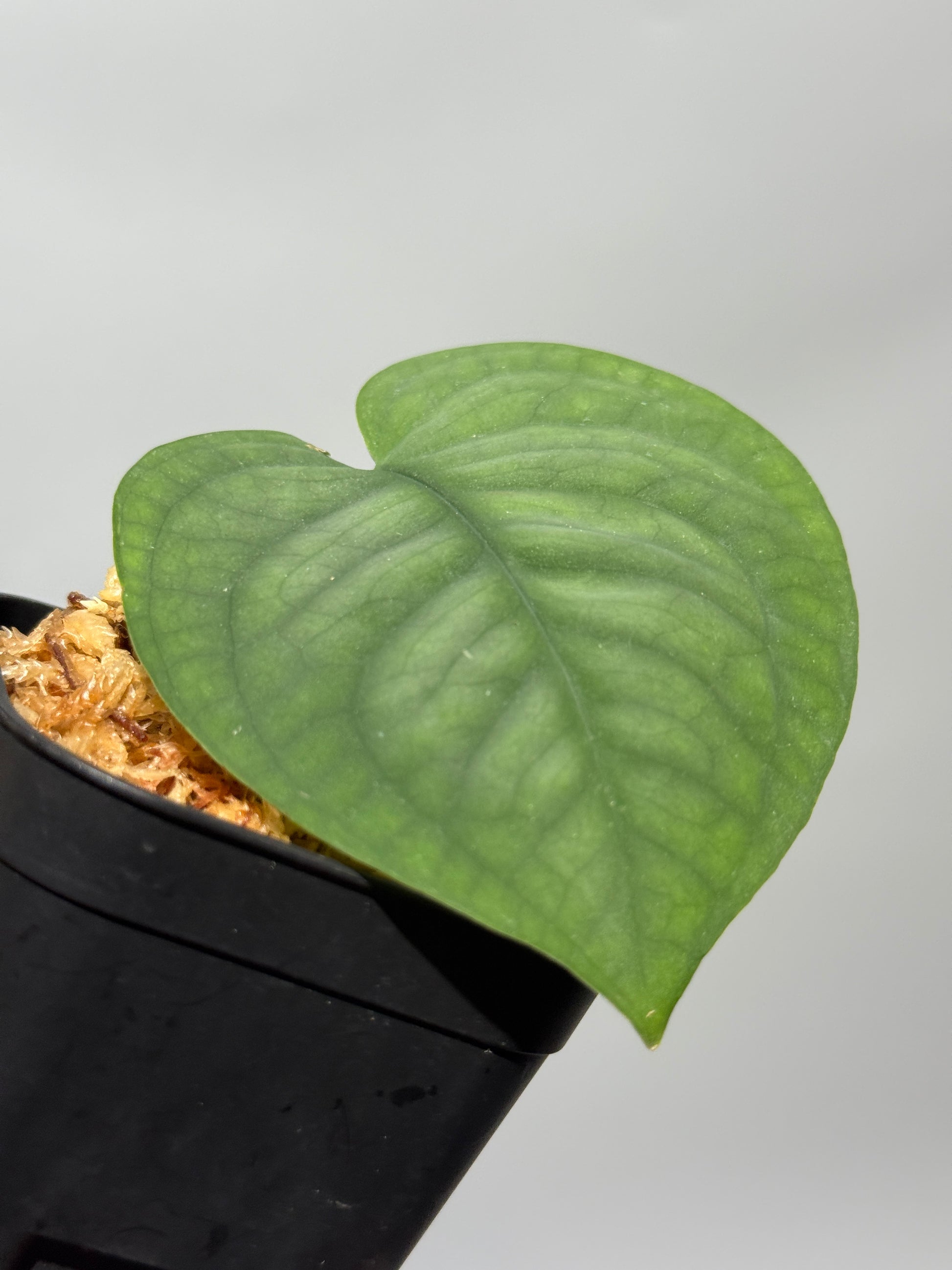 スキンダプサス ルーセンス  / Scindapsus Lucens  (1)