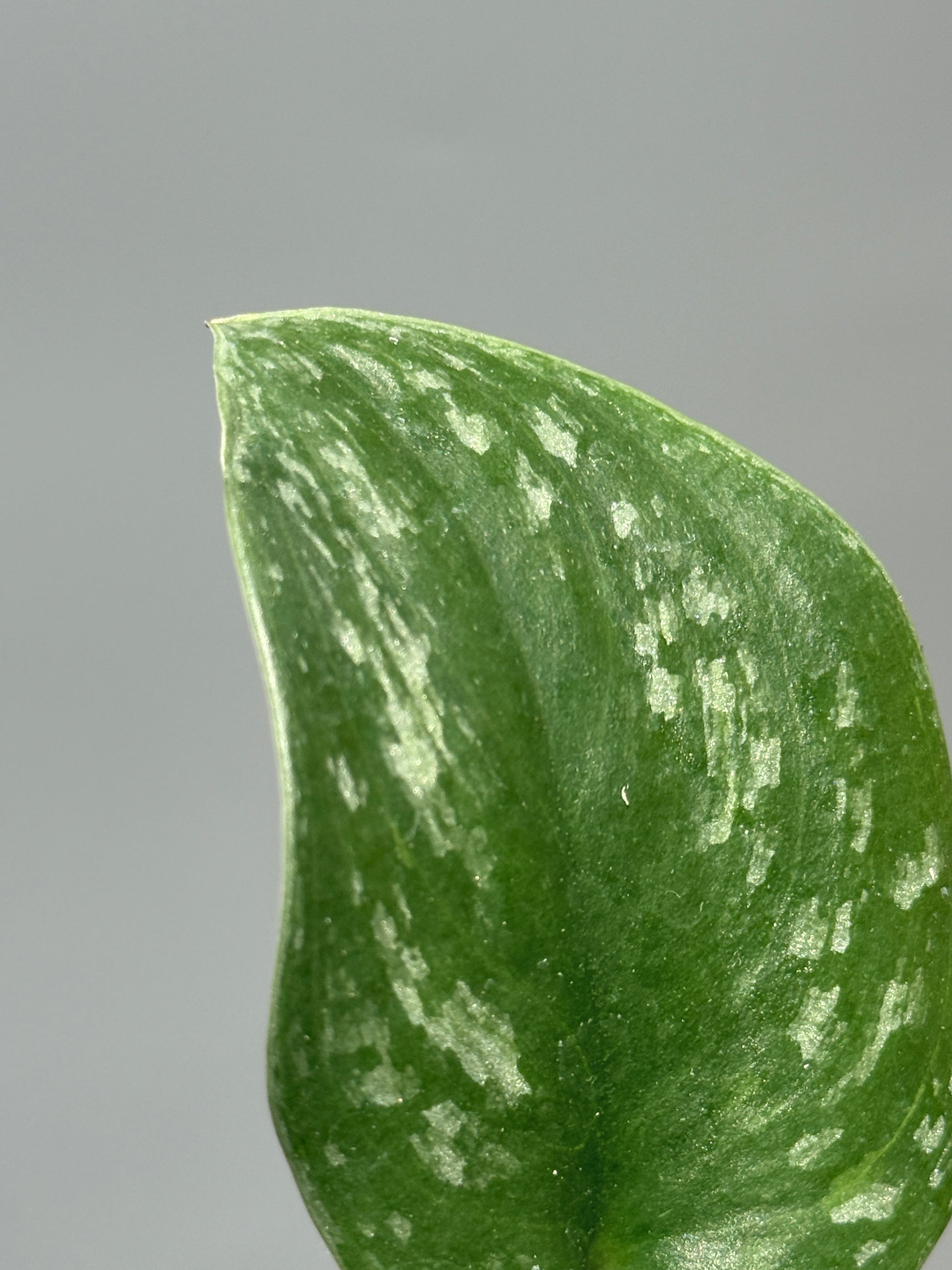 スキンダプサス  Sp.カリマンタン / Scindapsus Sp.Kalimantan (1)